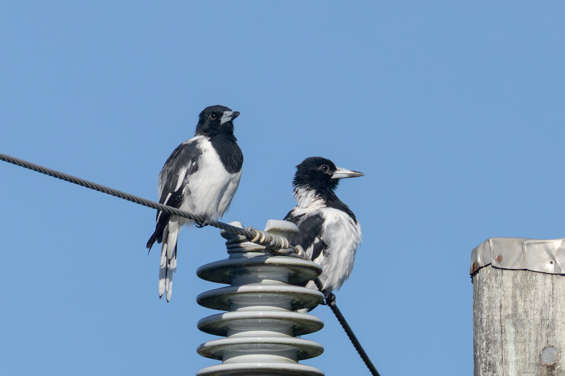 Pied Butcherbird (Image ID 73318)