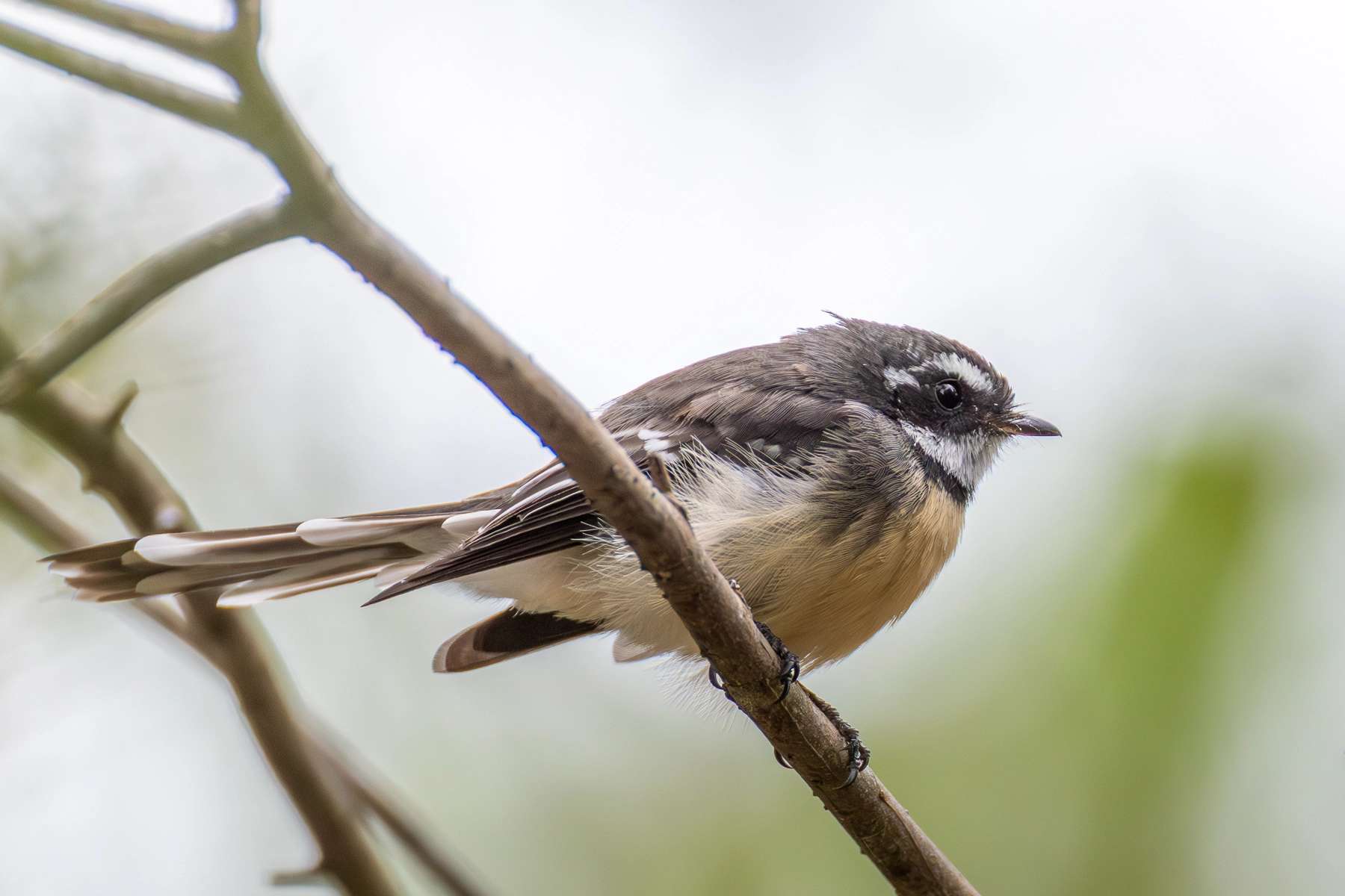 Grey Fantail (Image ID 73411) Grey Fantail (Image ID 73411)