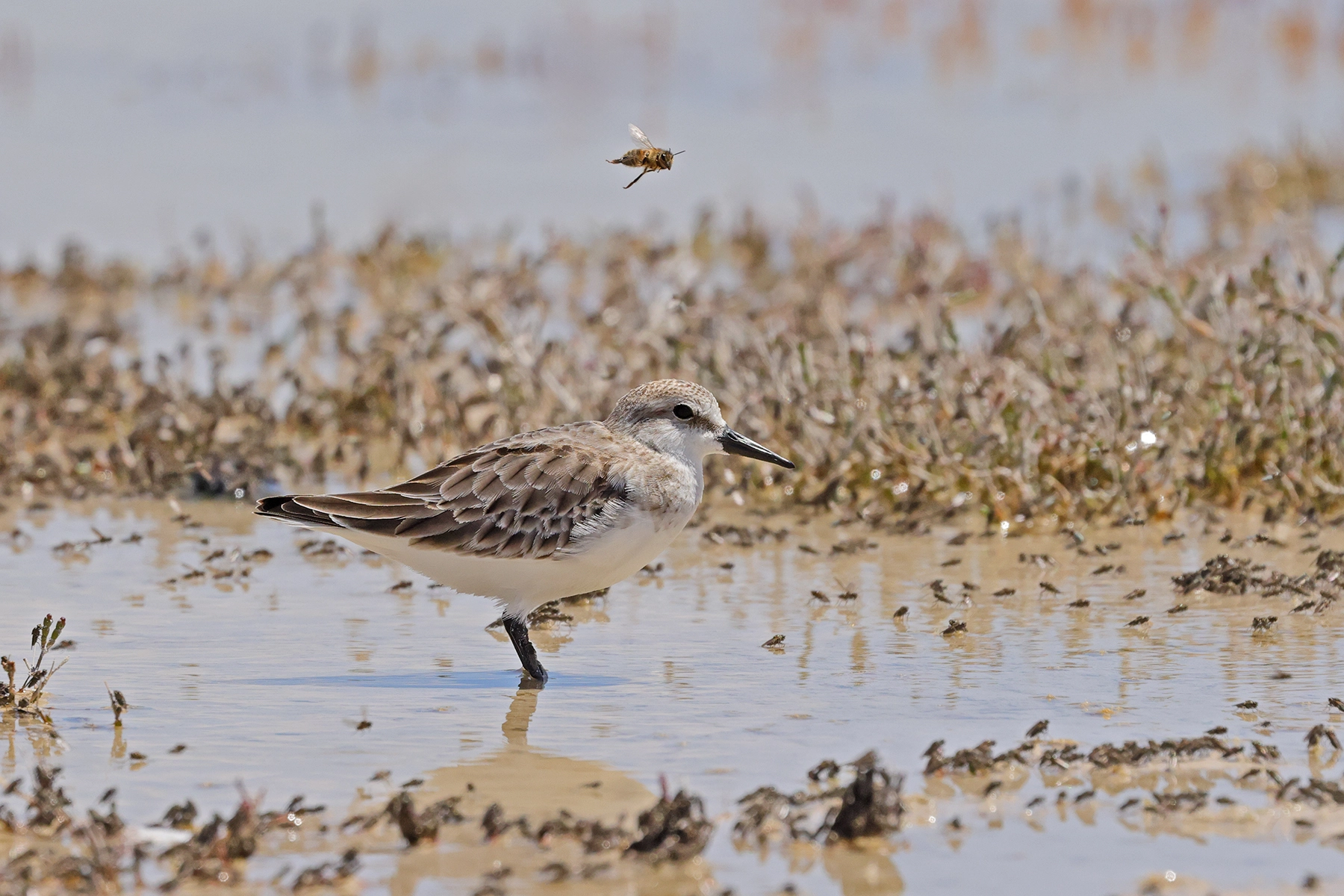 Red-necked Stint (Image ID 73104)
