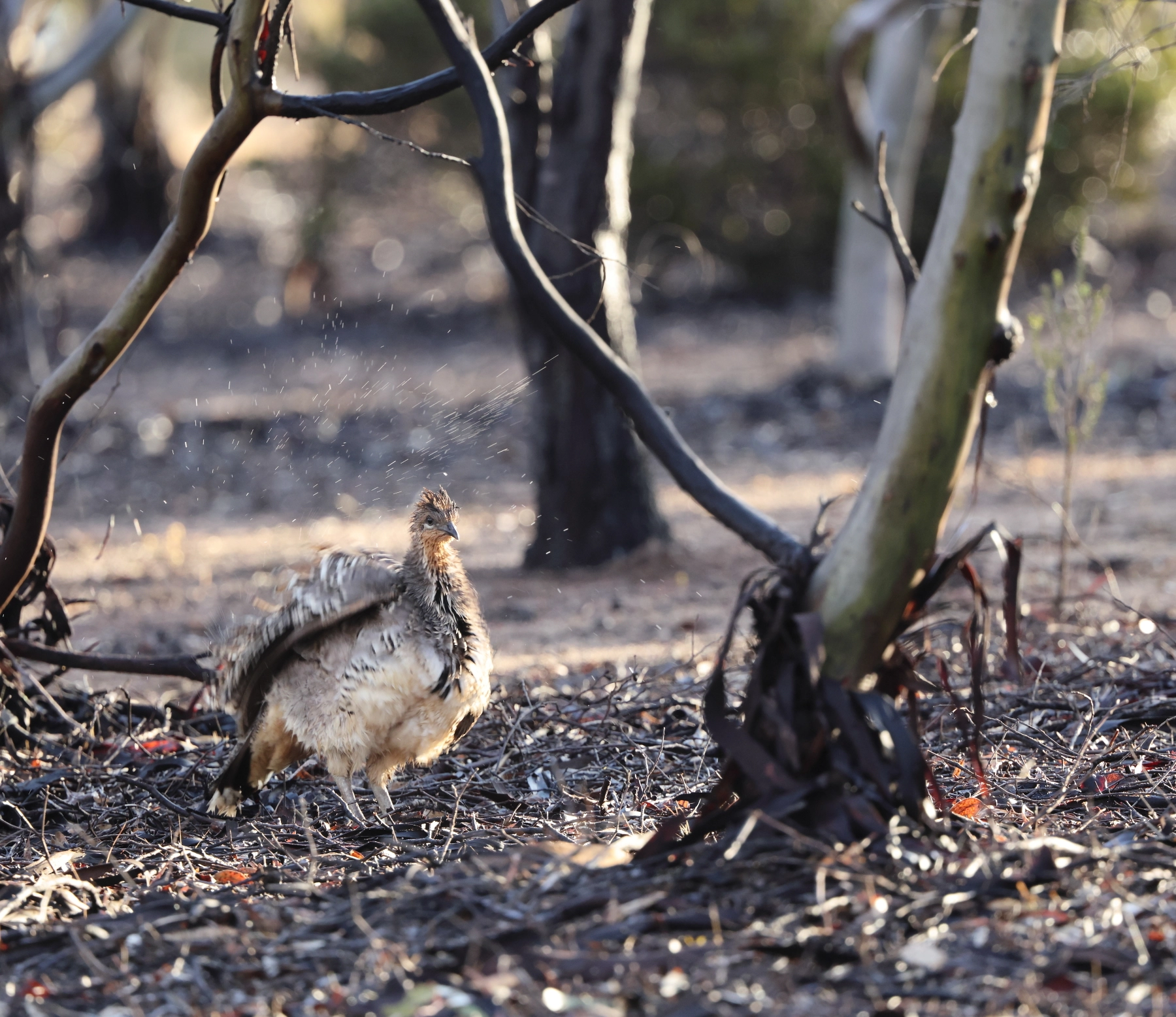 Malleefowl (Image ID 73108)