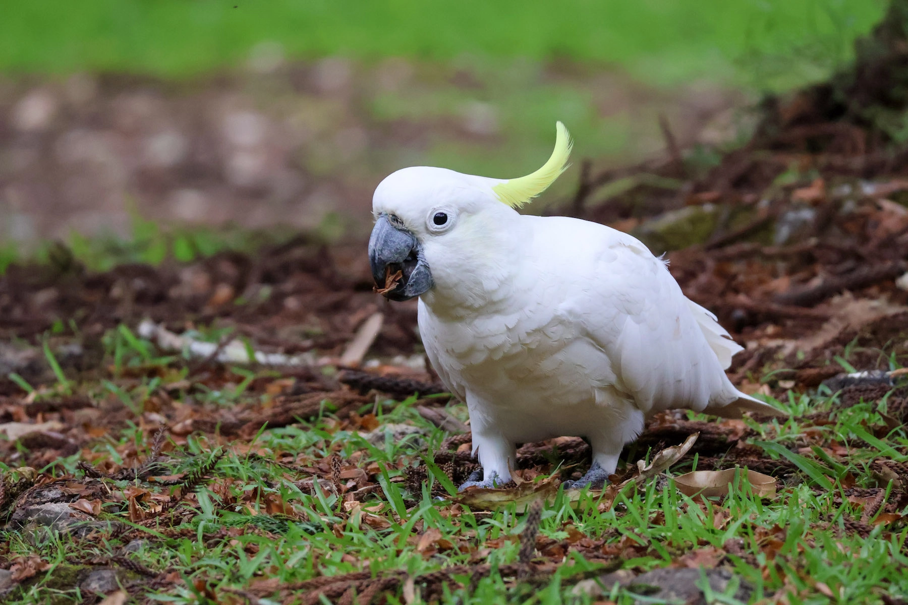 Sulphur-crested Cockatoo (Image ID 73397)