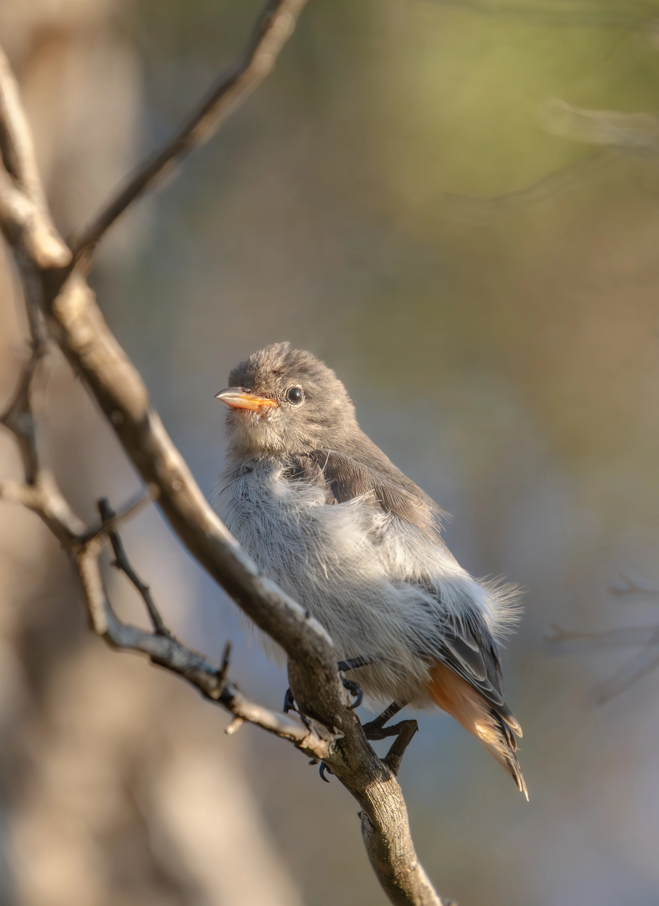 Mistletoebird (Image ID 73523)