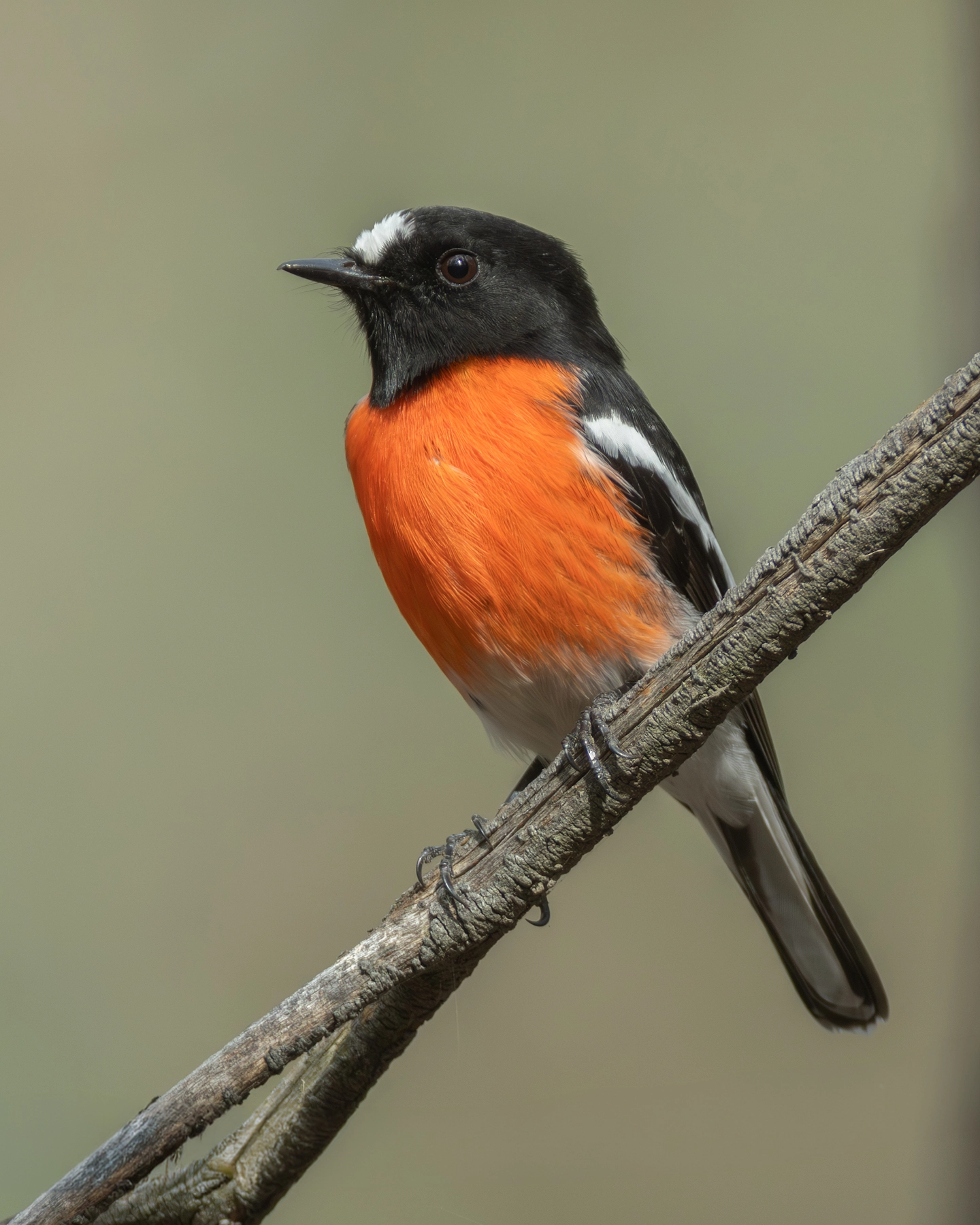 Scarlet Robin (Image ID 73973) Scarlet Robin (Image ID 73973)