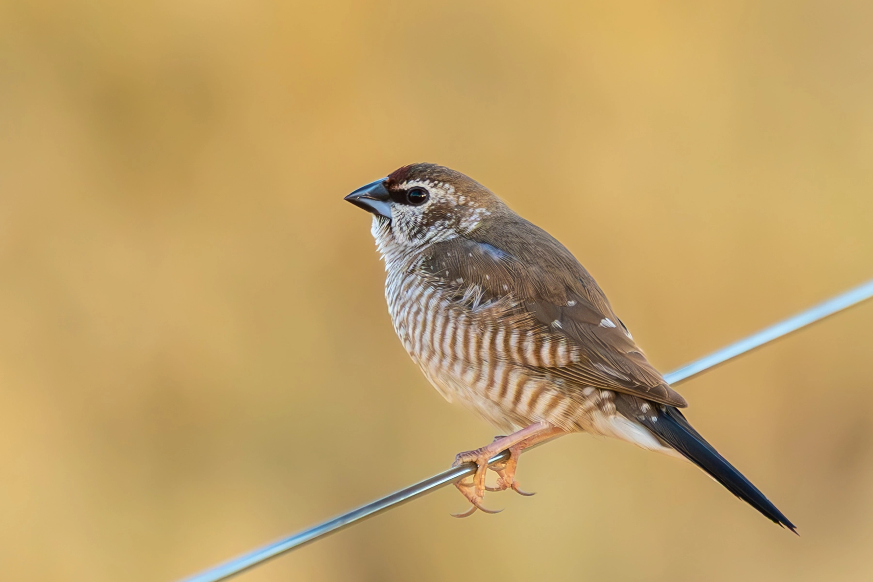 Plum-headed Finch (Image ID 73907)