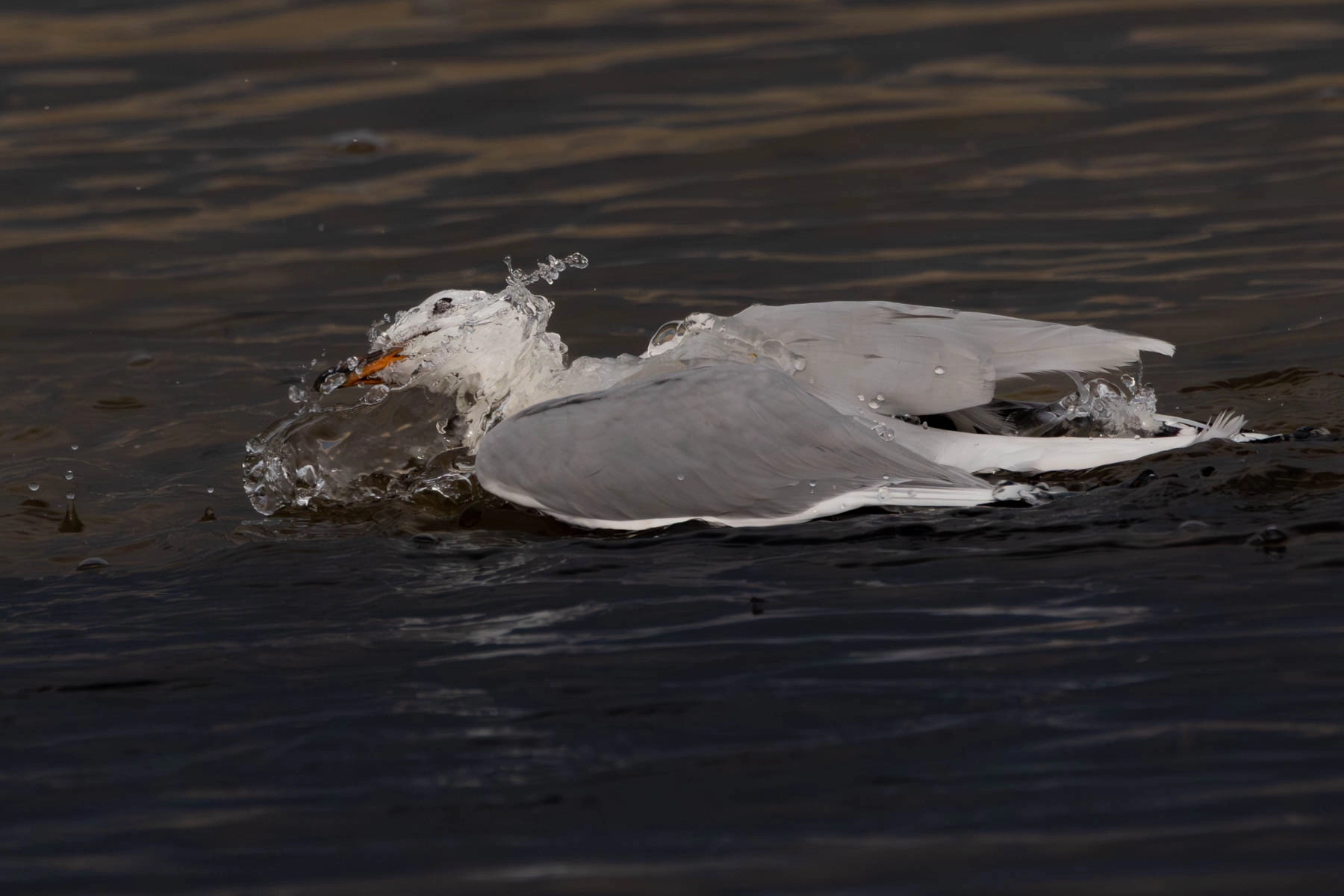 Silver Gull (Image ID 74247)