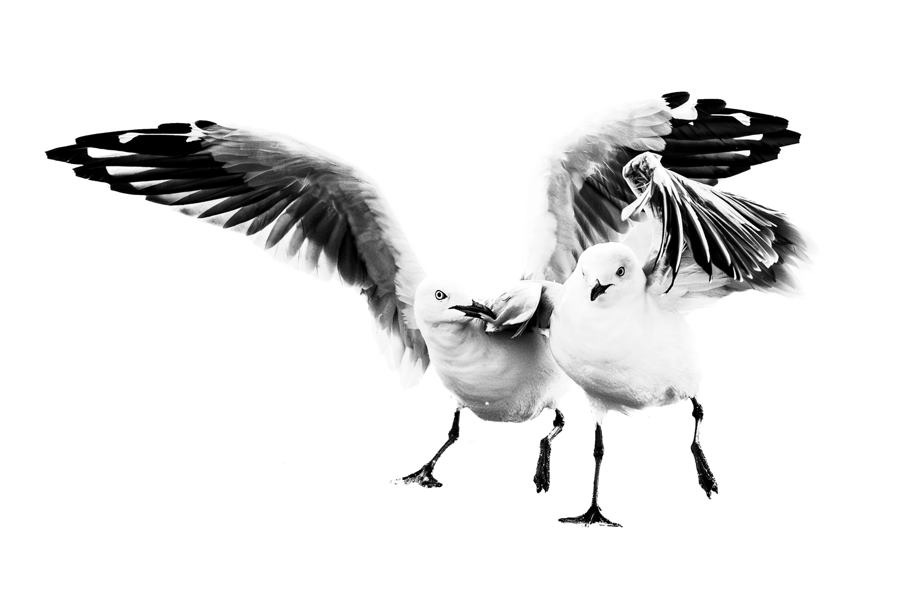 Silver Gull (Image ID 74122)