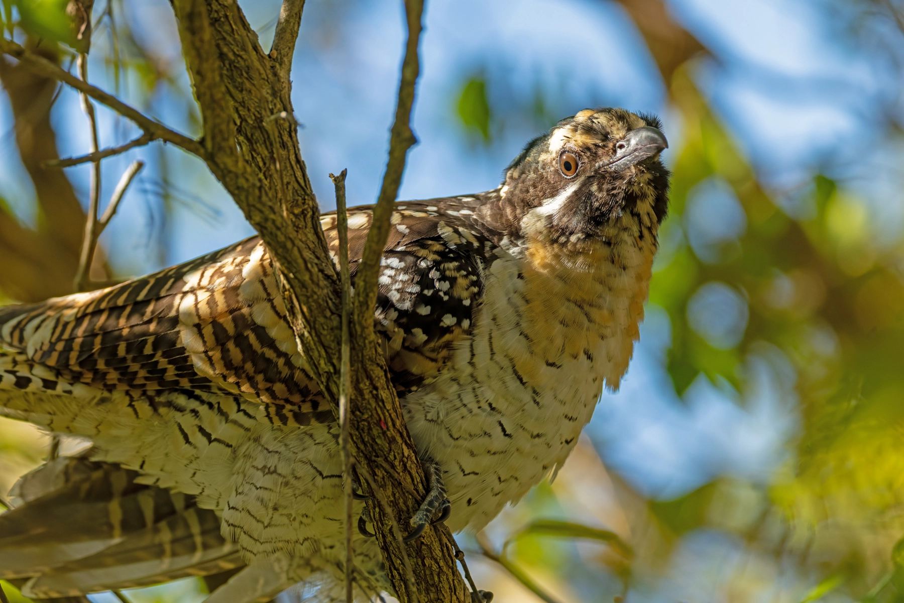Eastern Koel (Image ID 74341)