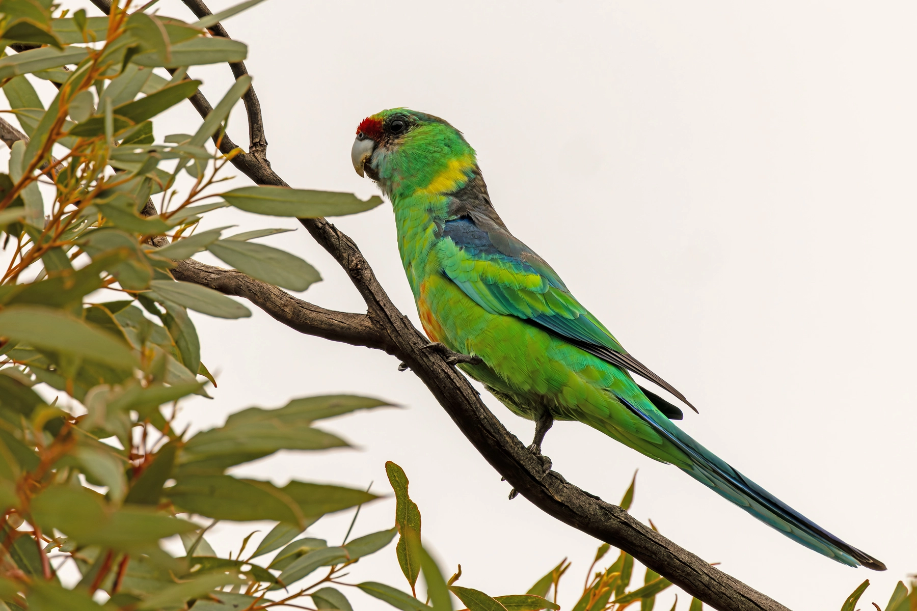 Australian Ringneck (Image ID 74390) Australian Ringneck (Image ID 74390)