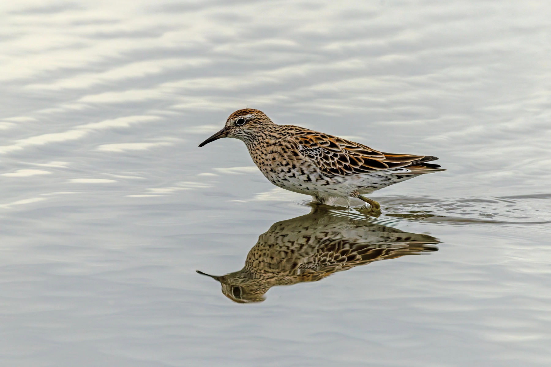 Sharp-tailed Sandpiper (Image ID 74262)