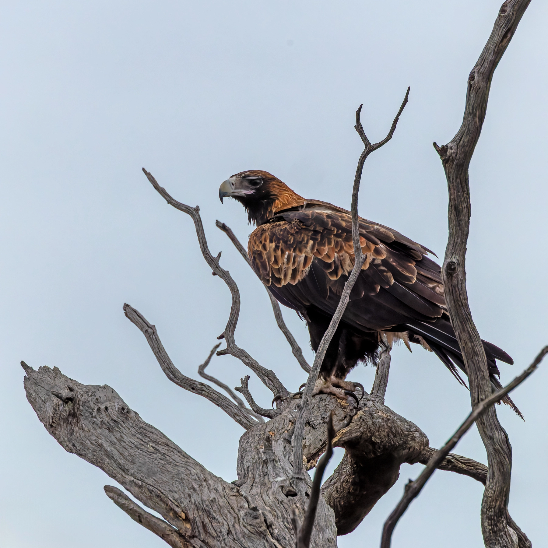 Wedge-tailed Eagle (Image ID 74391)
