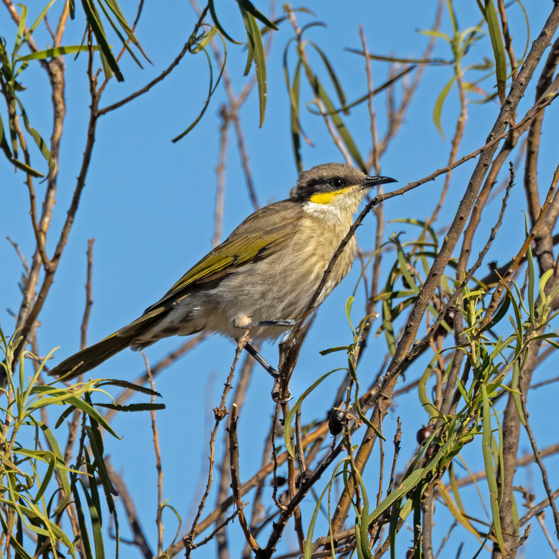 Singing Honeyeater (Image ID 74117)