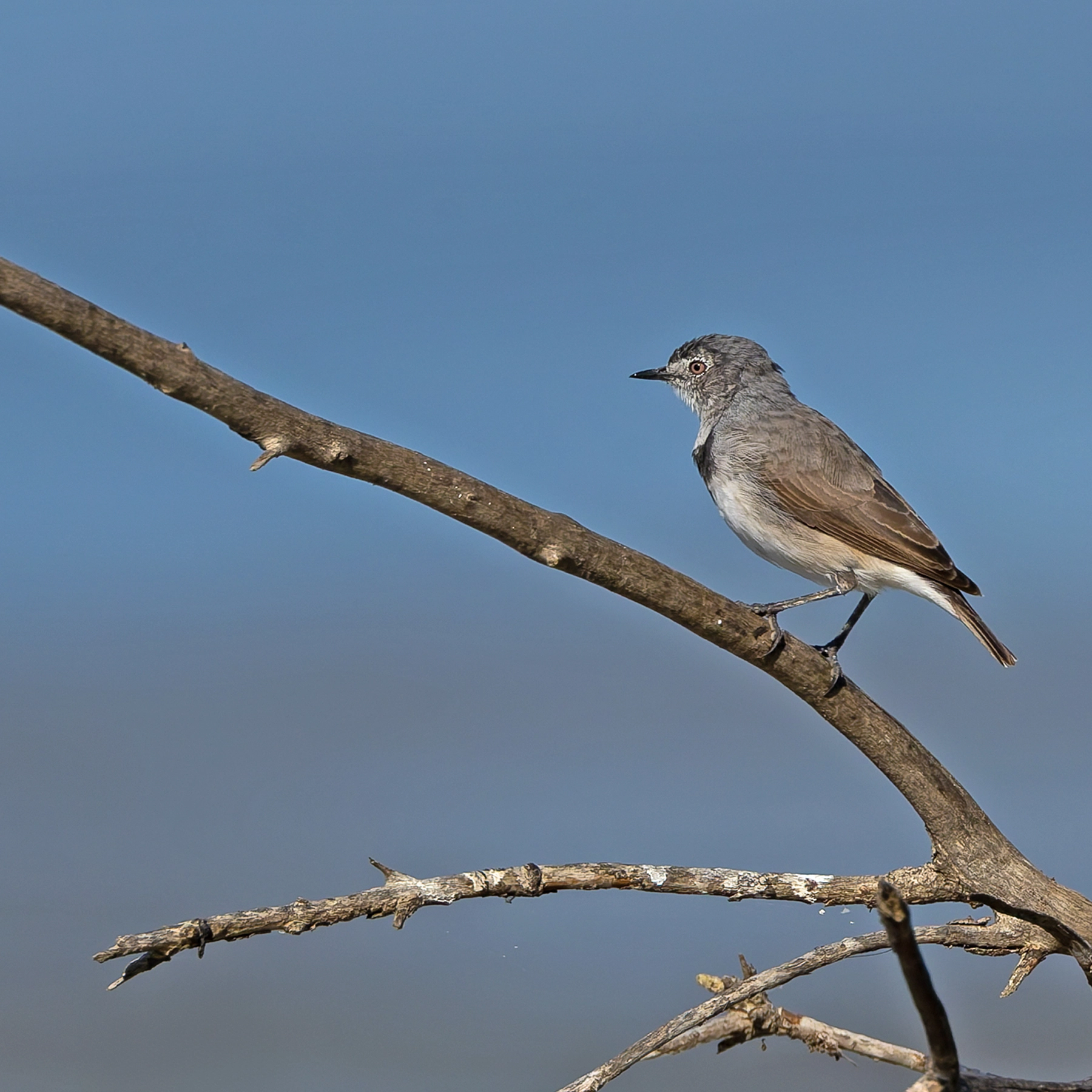 White-fronted Chat (Image ID 74130)