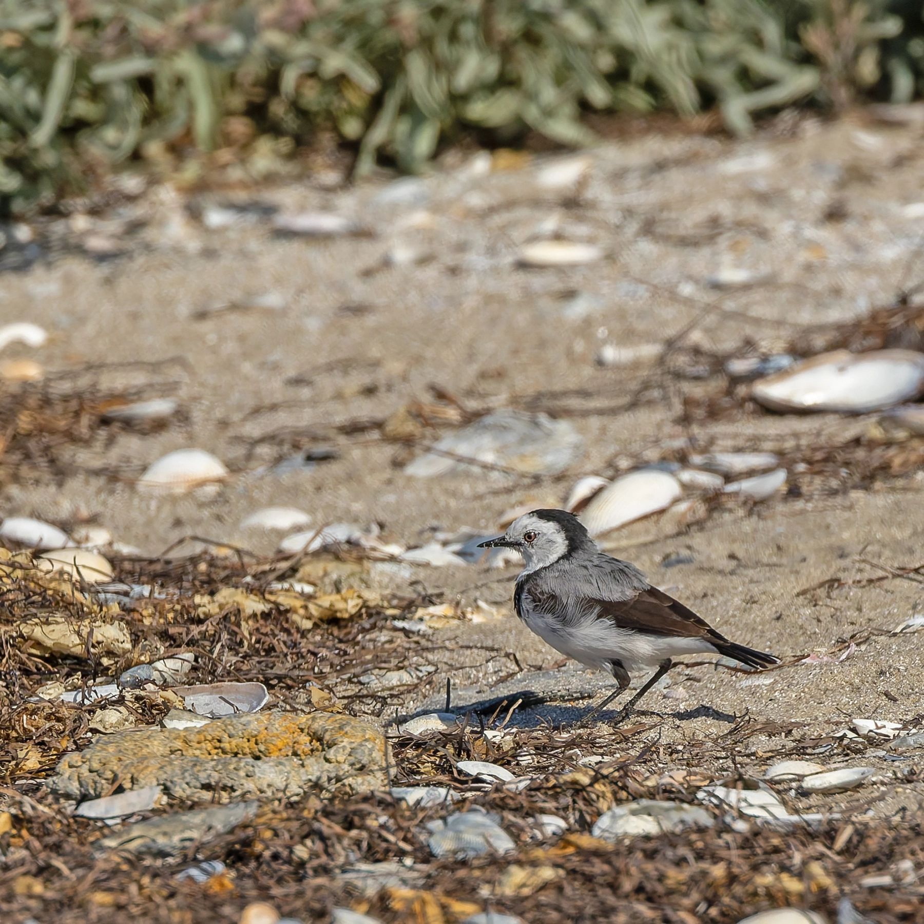 White-fronted Chat (Image ID 74131)