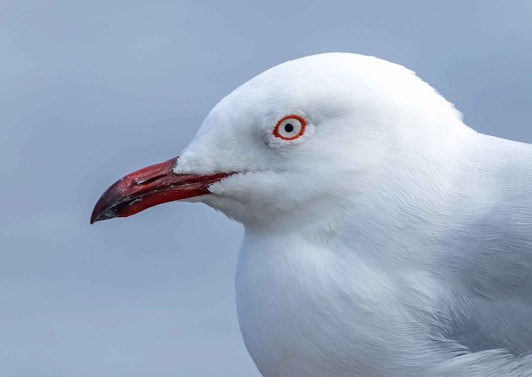 Silver Gull (Image ID 74275) Silver Gull (Image ID 74275)