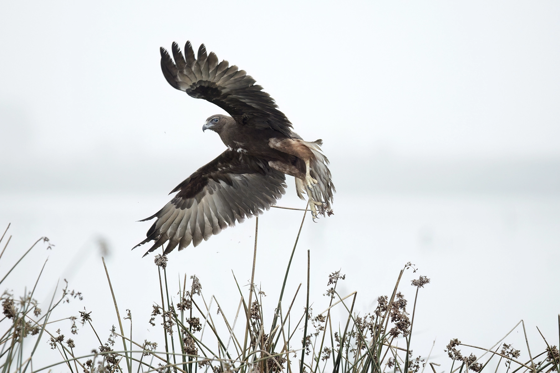 Swamp Harrier (Image ID 74259)