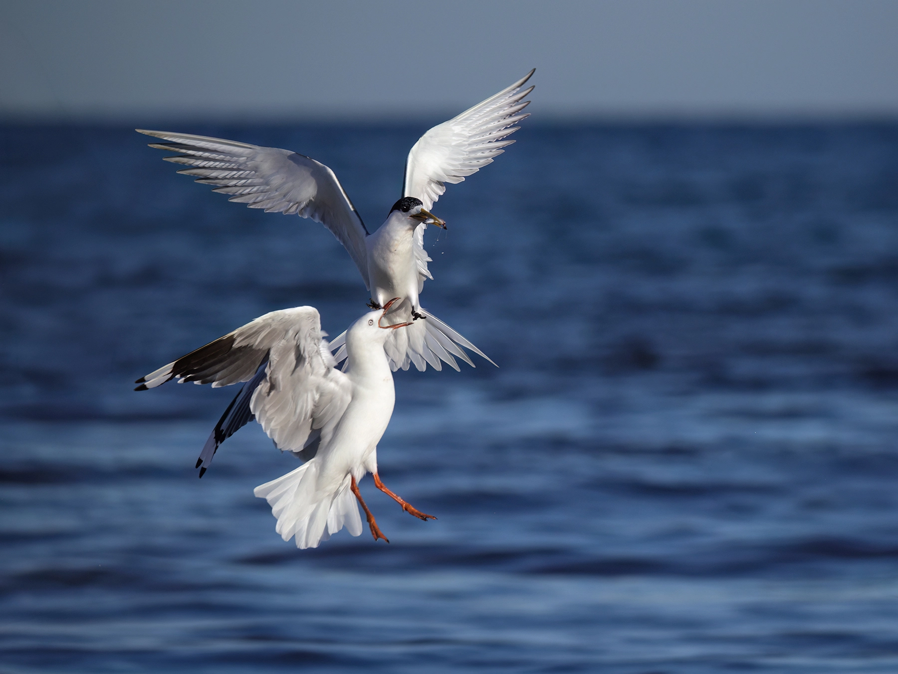 Greater Crested Tern, Silver Gull (Image ID 74168)