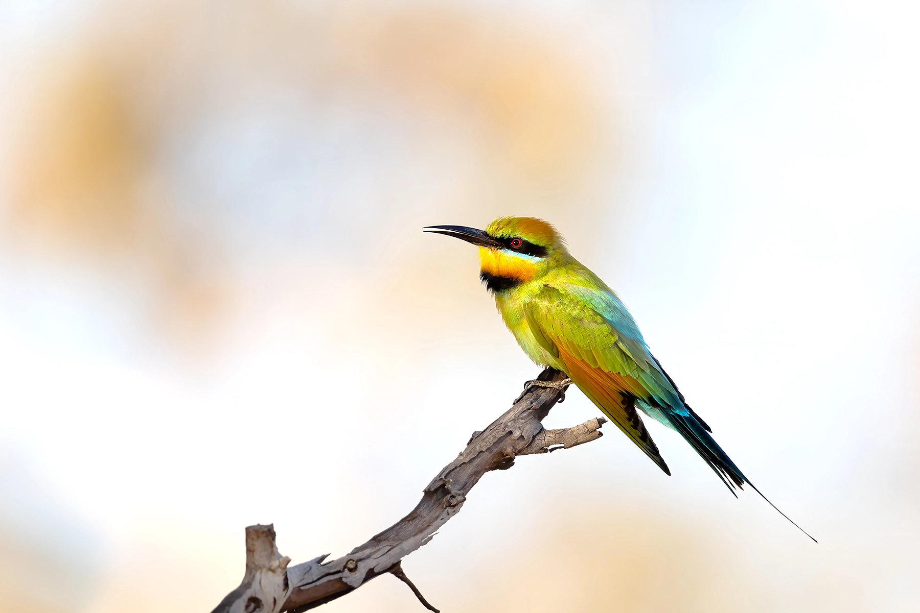 Rainbow Bee-eater (Image ID 74263)
