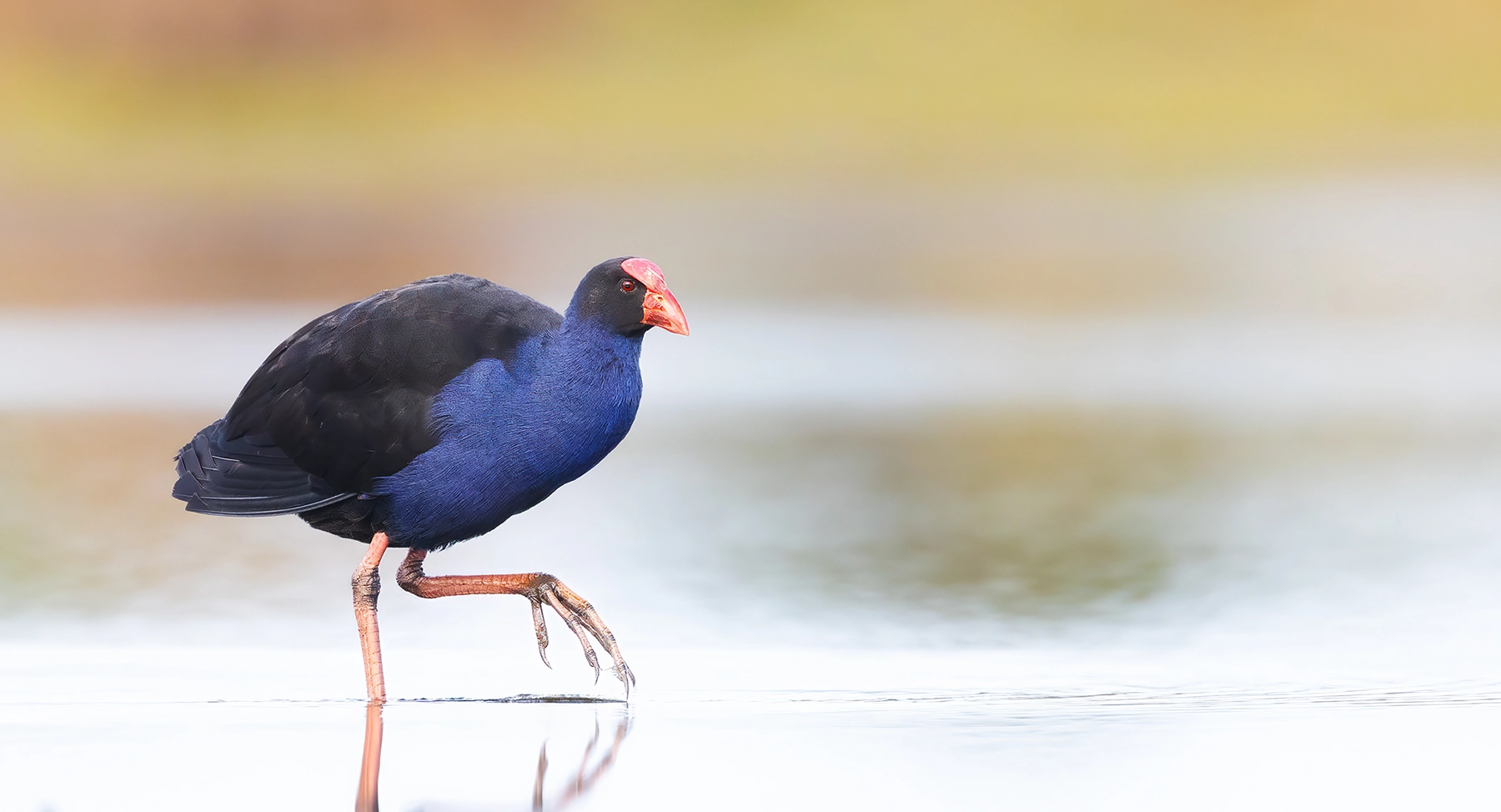 Purple Swamphen (Image ID 74369)