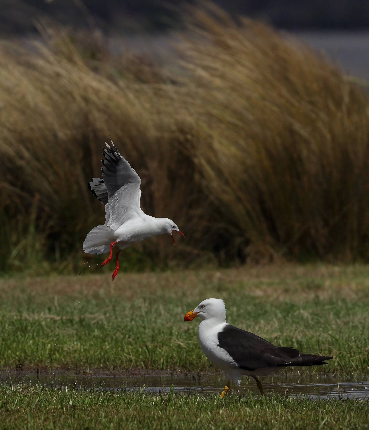 Pacific Gull, Silver Gull (Image ID 74222) Pacific Gull, Silver Gull (Image ID 74222)