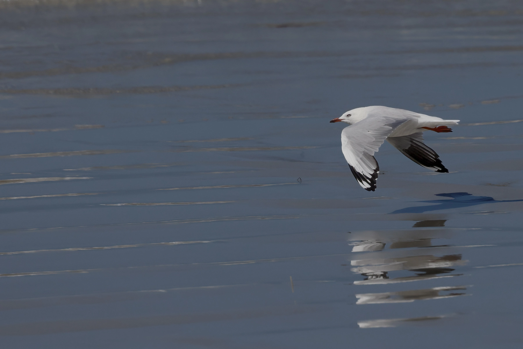 Silver Gull (Image ID 74221)