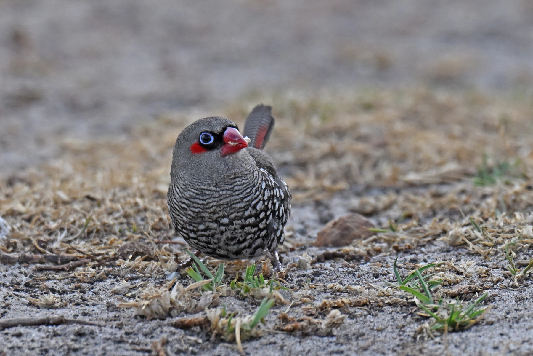 Red-eared Firetail (Image ID 74236)