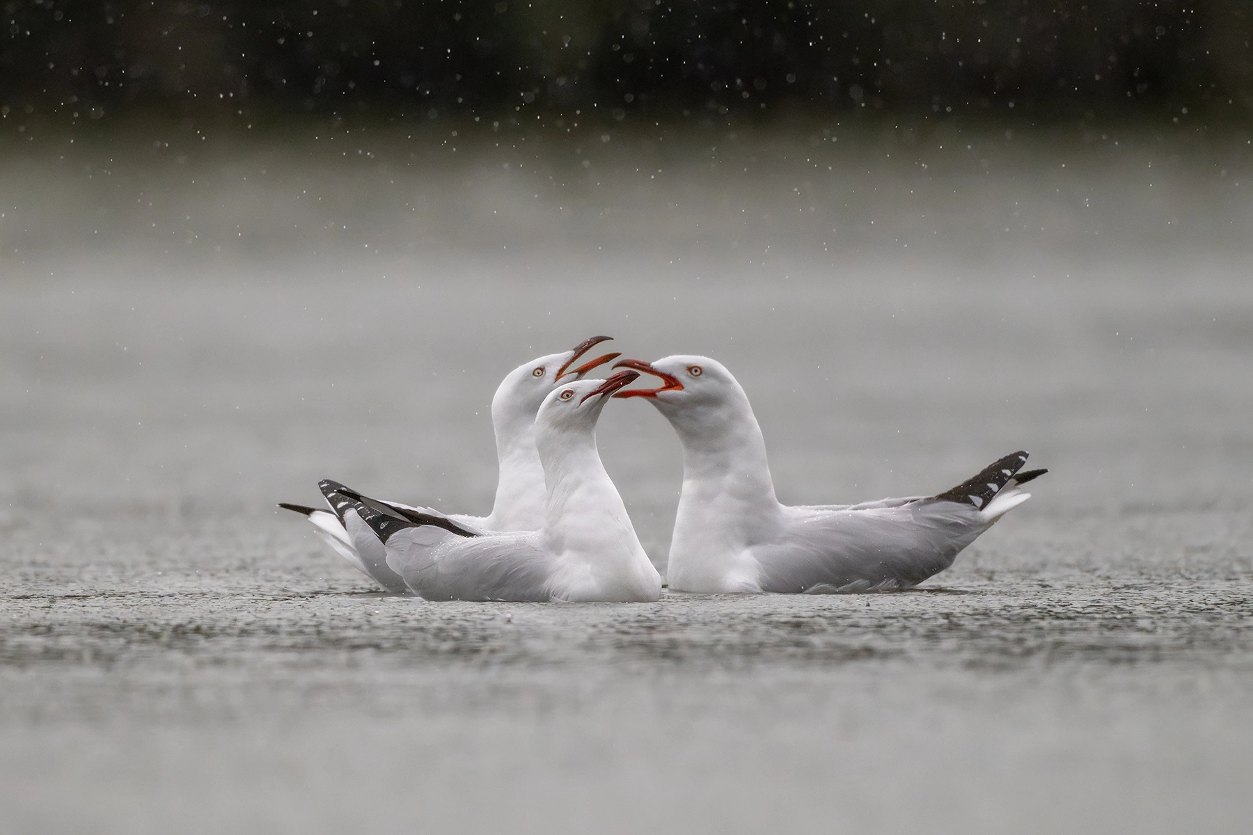 Silver Gull (Image ID 74217)