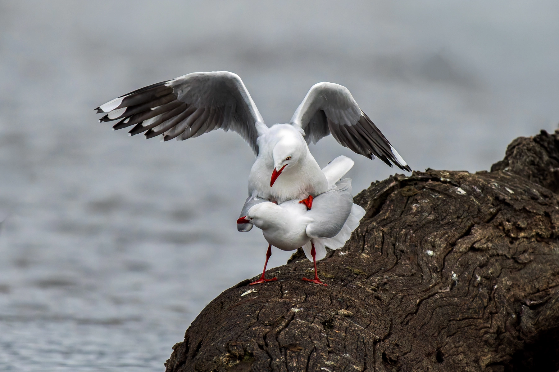 Silver Gull (Image ID 74044)
