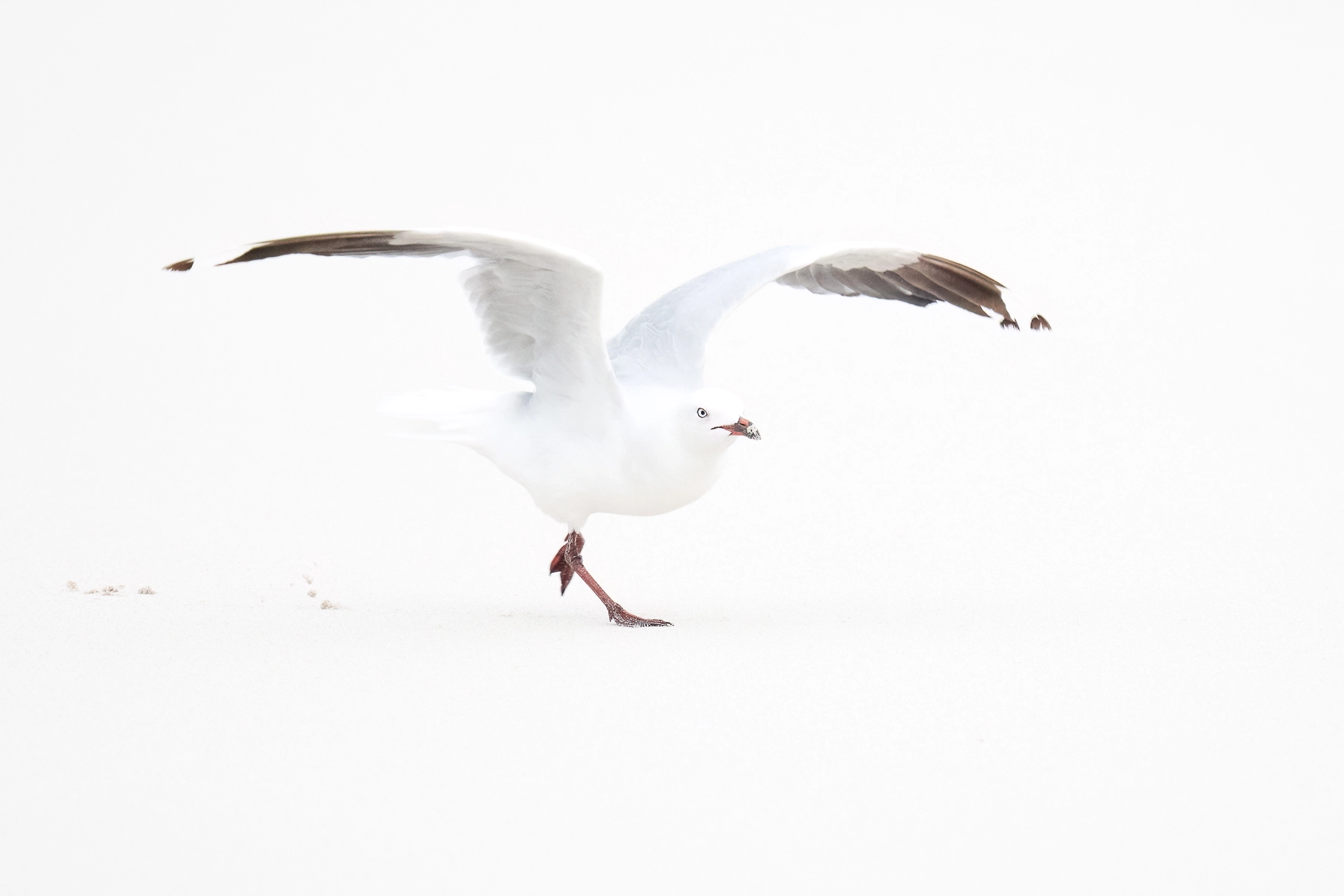 Silver Gull (Image ID 74368) Silver Gull (Image ID 74368)