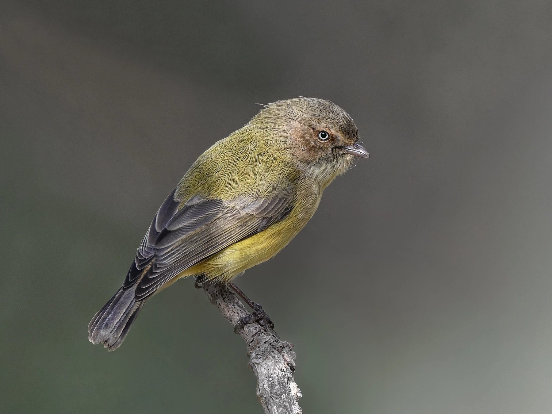 Weebill (Image ID 74523)