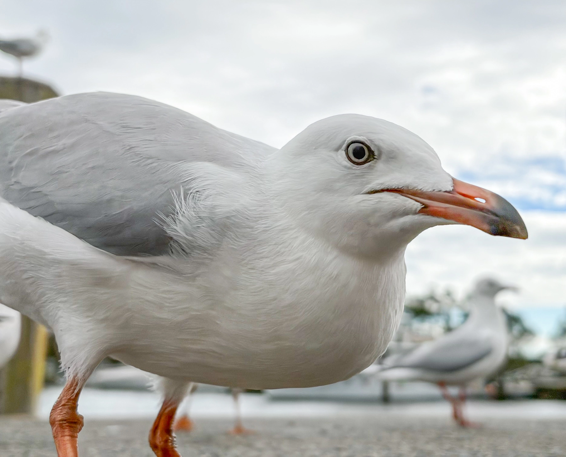 Silver Gull (Image ID 74295) Silver Gull (Image ID 74295)