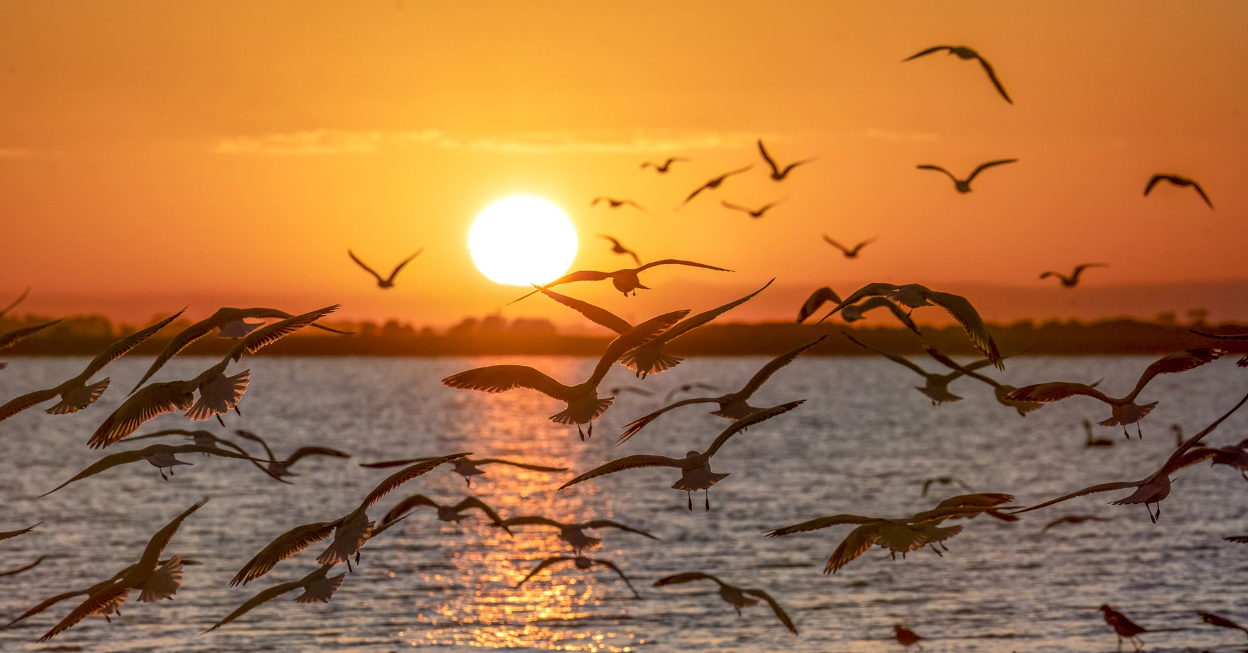Silver Gull (Image ID 74307) Silver Gull (Image ID 74307)