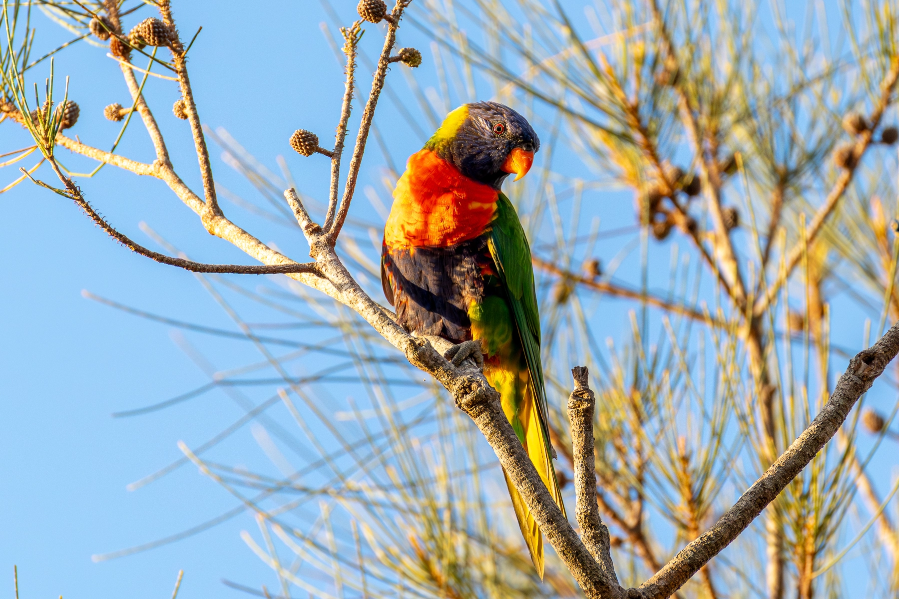 Rainbow Lorikeet (Image ID 74393) Rainbow Lorikeet (Image ID 74393)