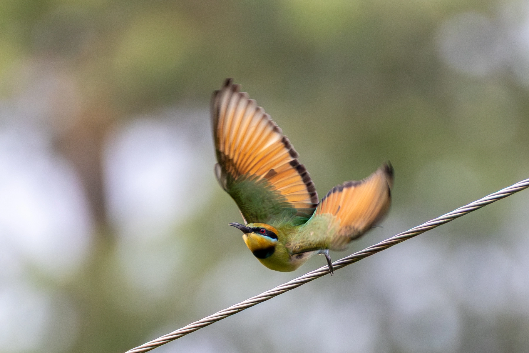 Rainbow Bee-eater (Image ID 74285) Rainbow Bee-eater (Image ID 74285)