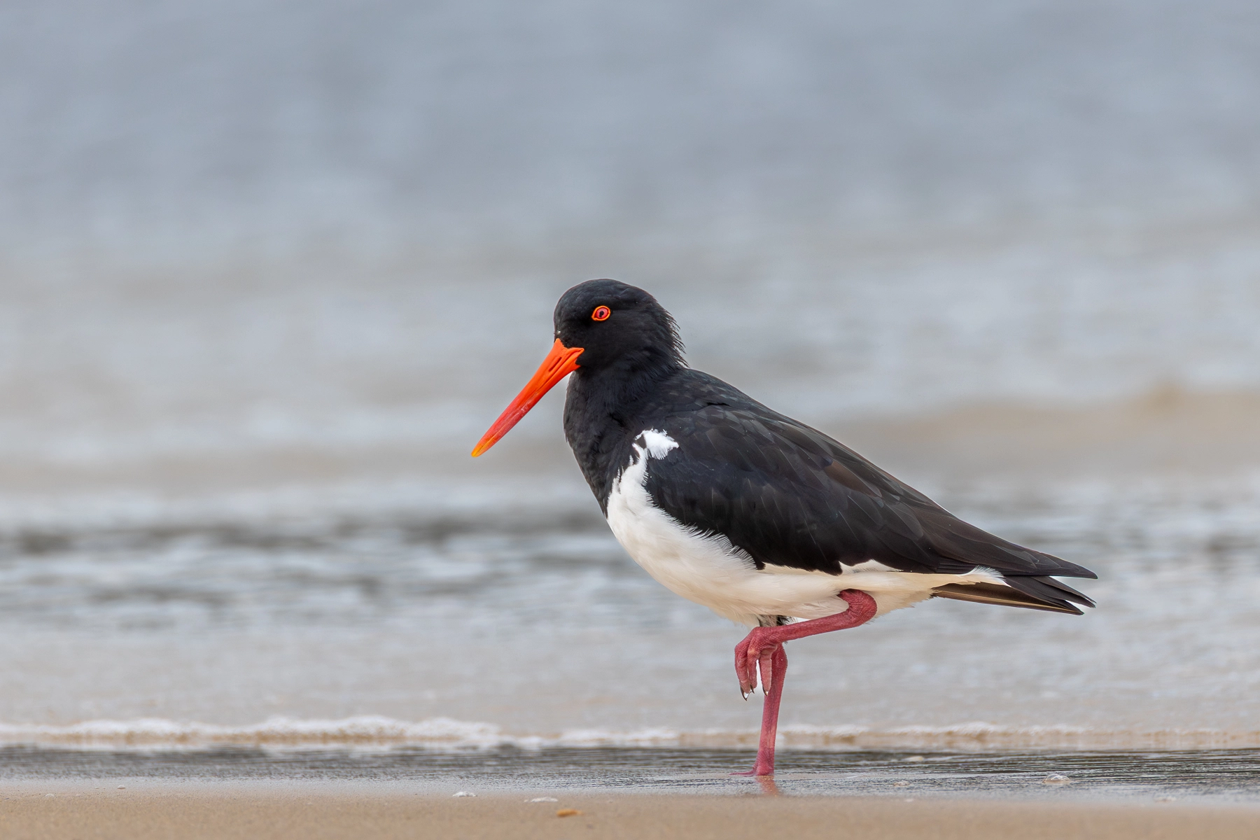 Australian Pied Oystercatcher (Image ID 74530)