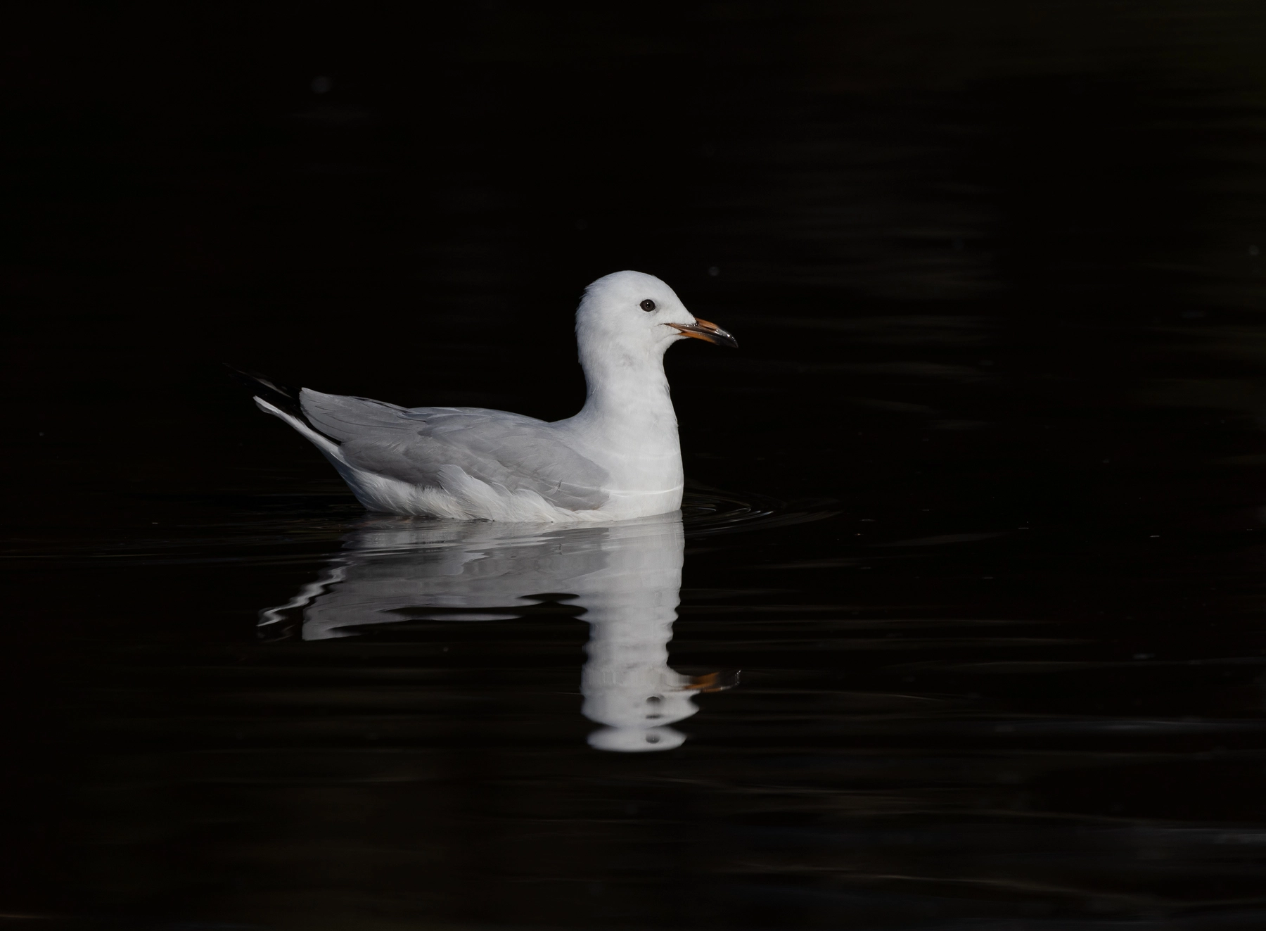 Silver Gull (Image ID 74434)