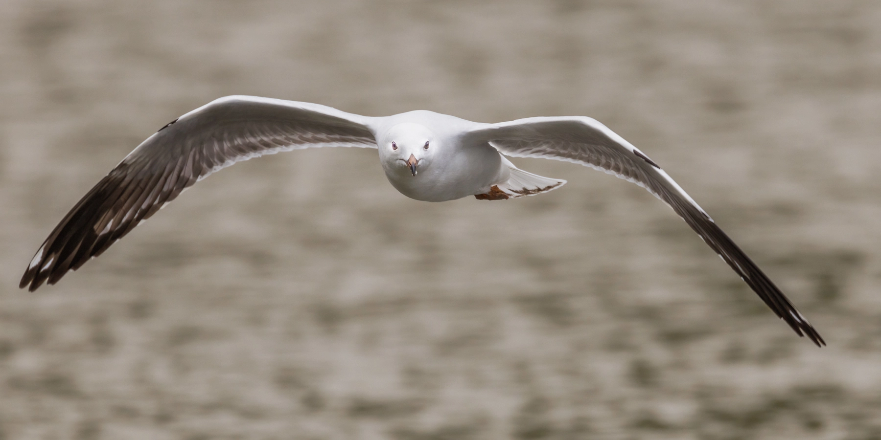 Silver Gull (Image ID 74319)