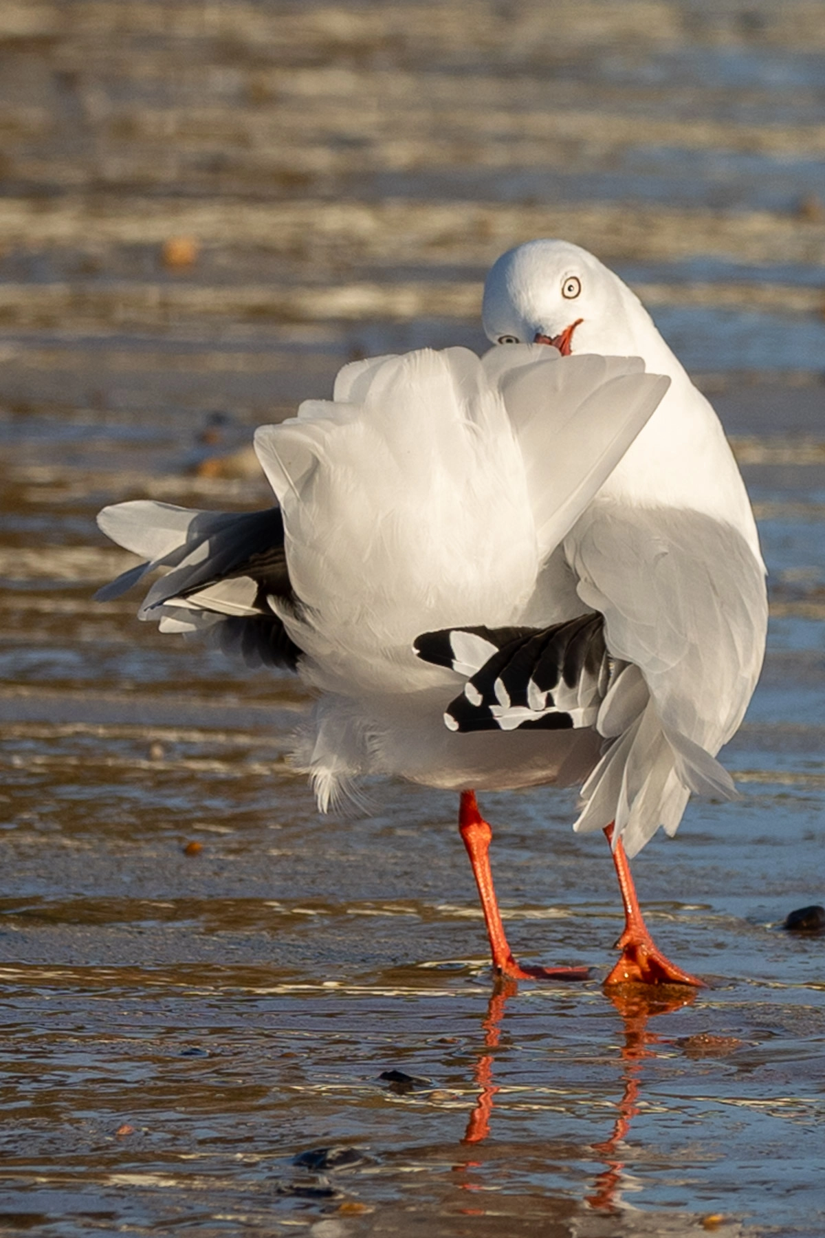 Silver Gull (Image ID 74185) Silver Gull (Image ID 74185)