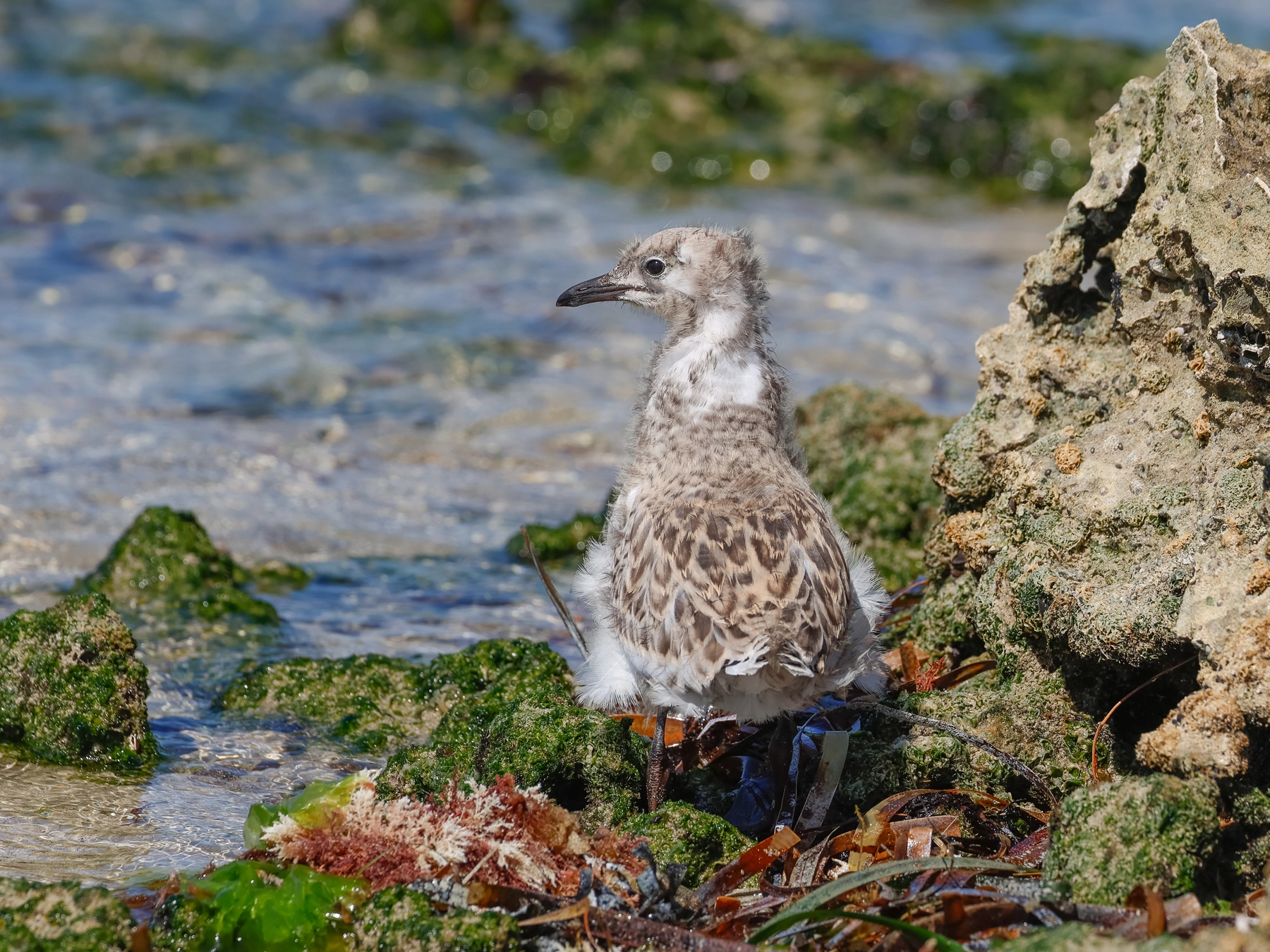 Silver Gull (Image ID 74568)