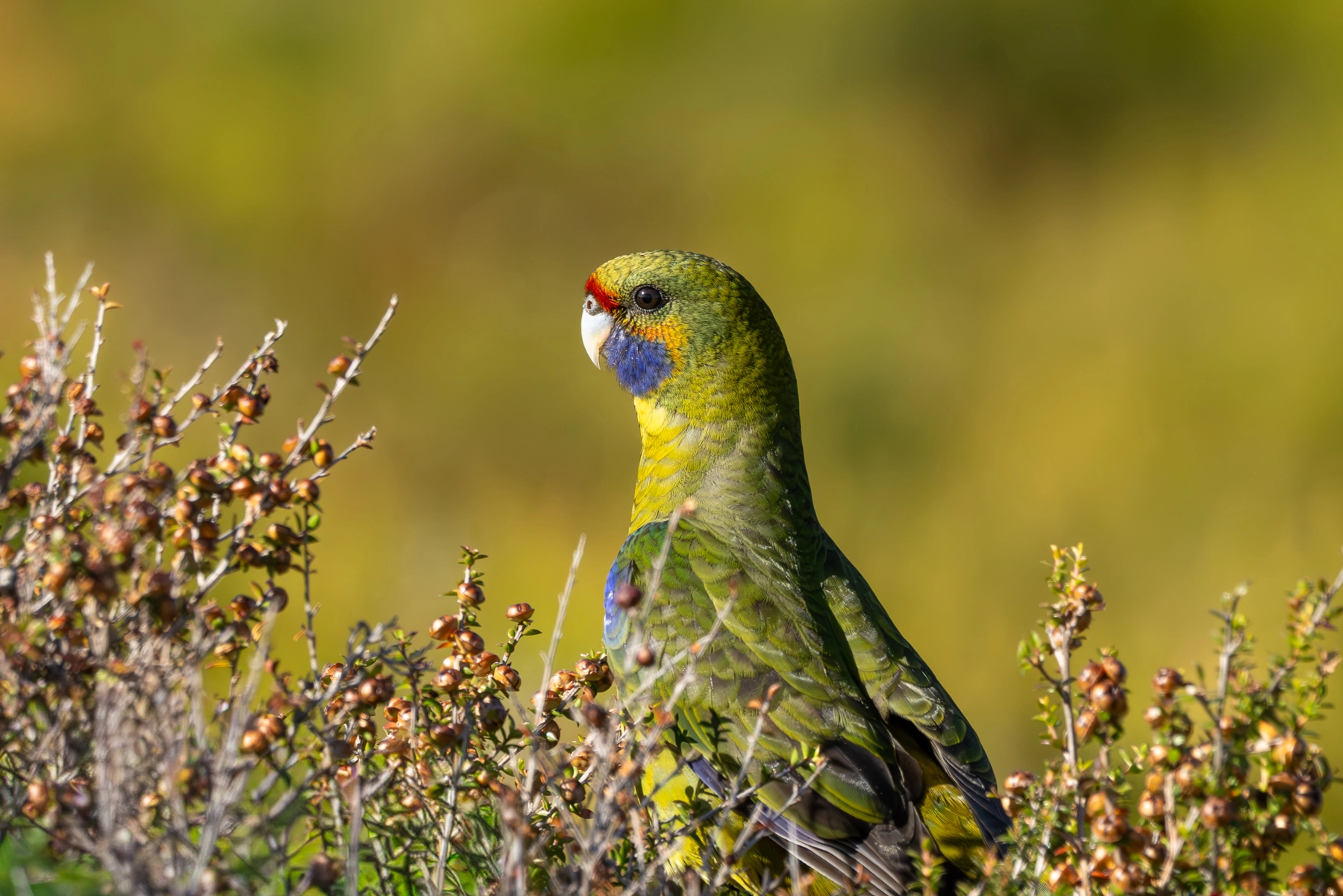 Green Rosella (Image ID 74206)