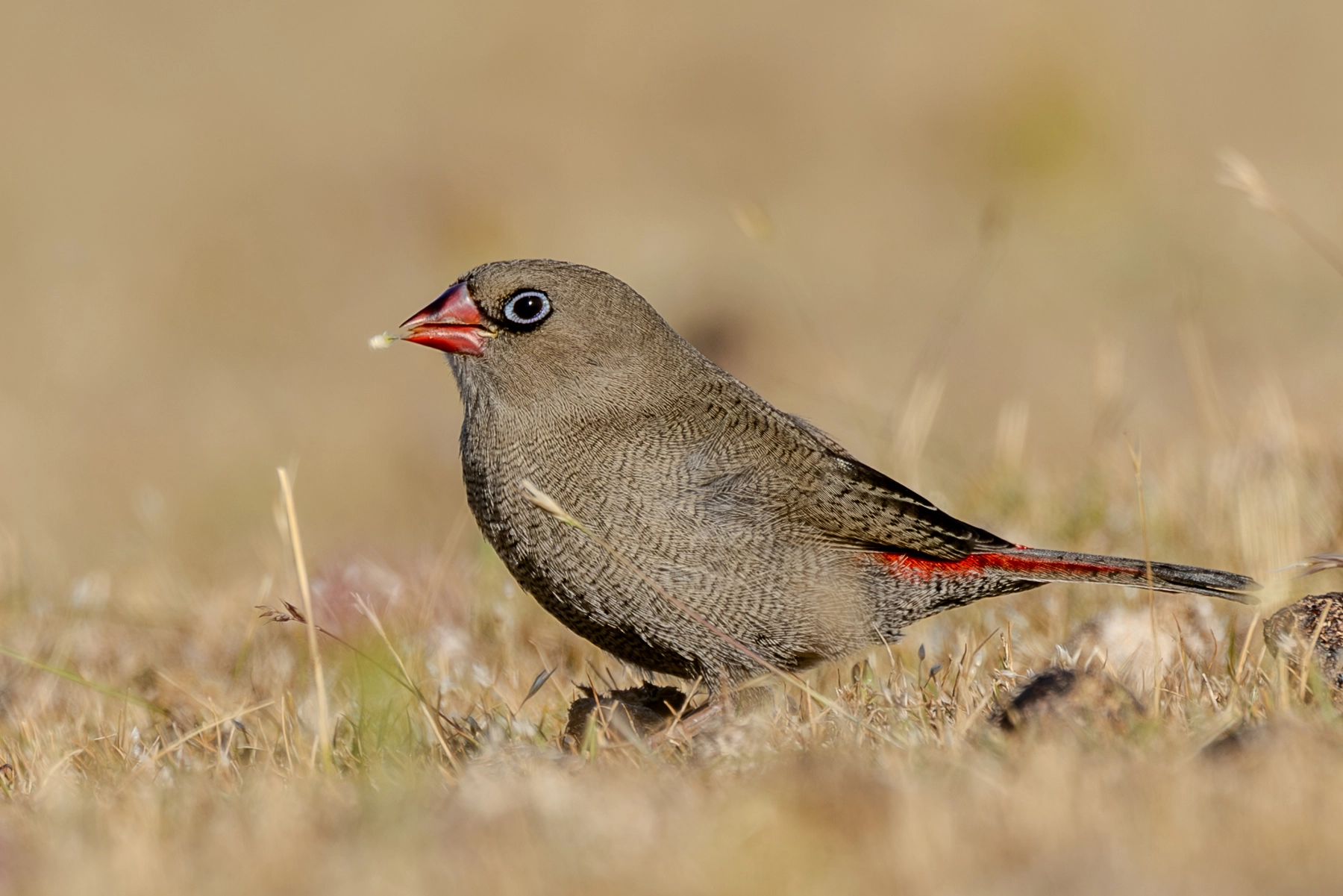 Beautiful Firetail (Image ID 74208)