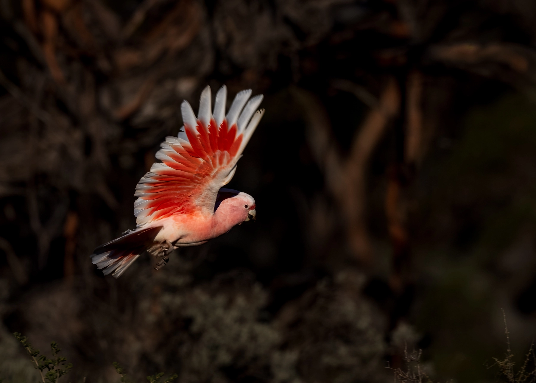 Major Mitchell's Cockatoo (Image ID 74453)