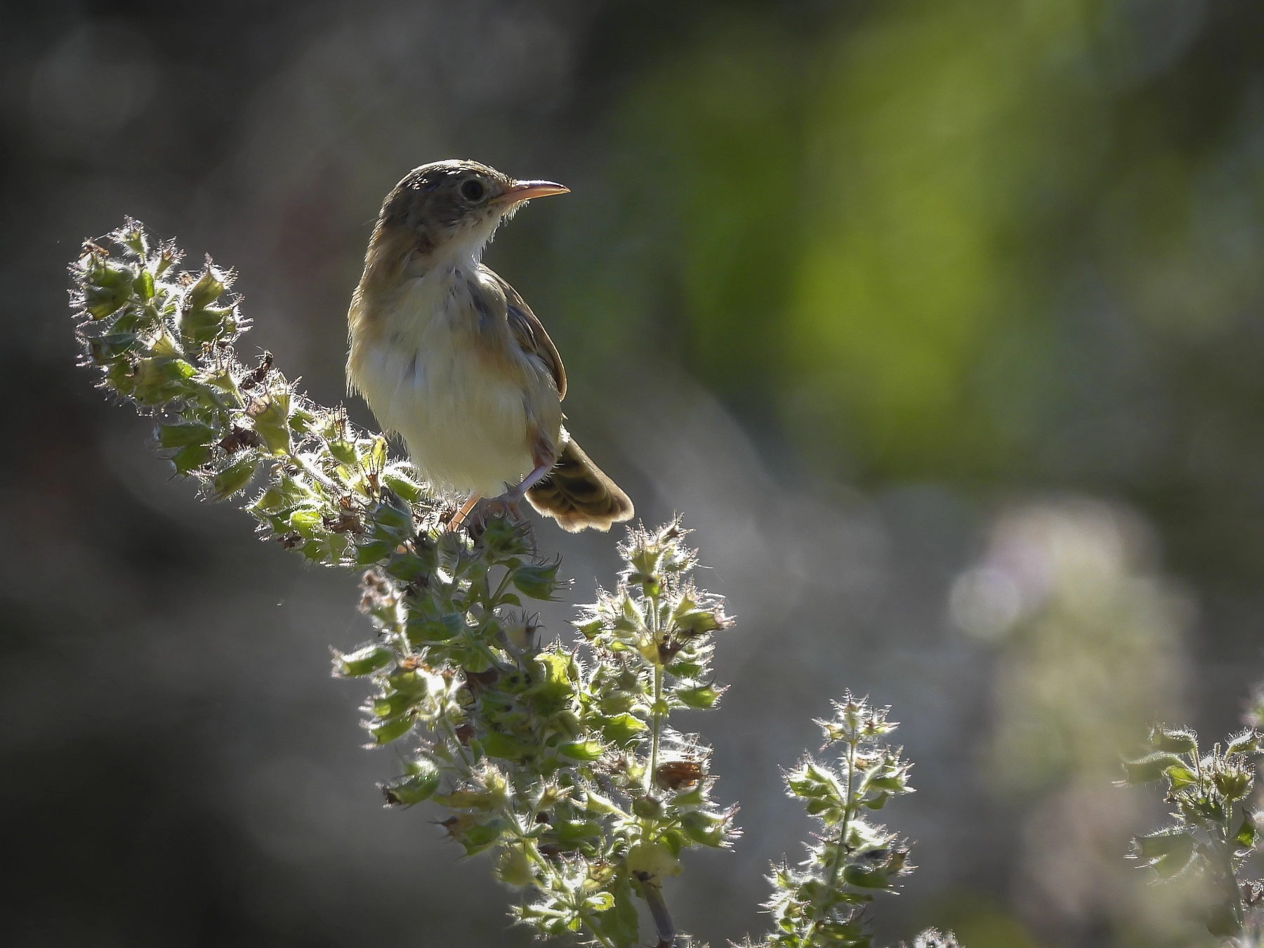 Golden-headed Cisticola (Image ID 74389) Golden-headed Cisticola (Image ID 74389)