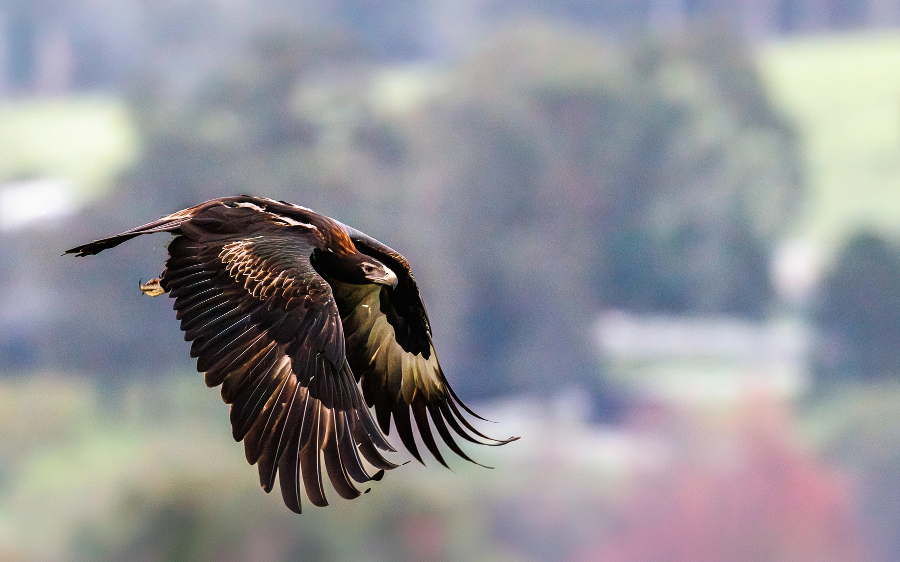 Wedge-tailed Eagle (Image ID 74562)