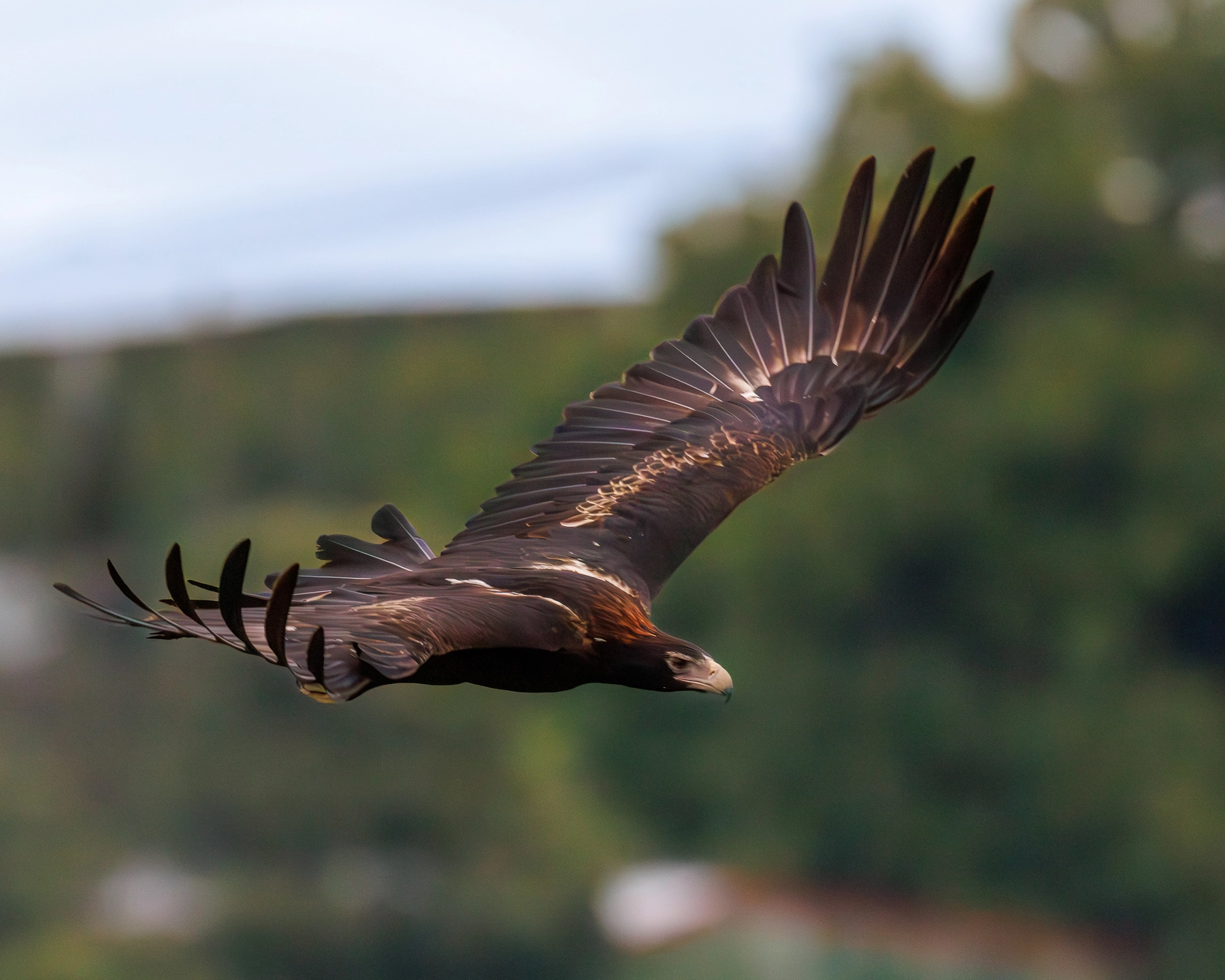 Wedge-tailed Eagle (Image ID 74563)
