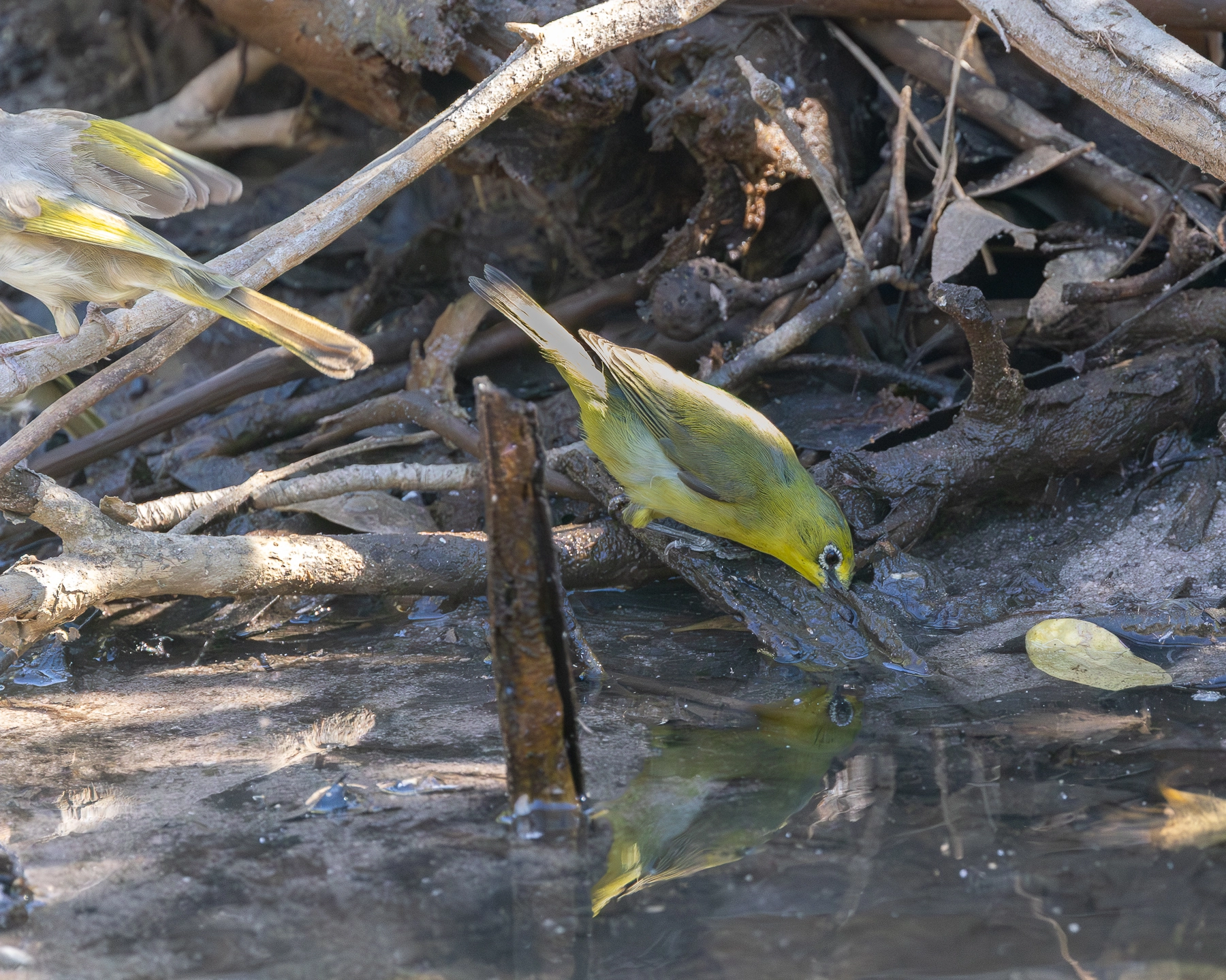 Australian Yellow White-eye (Image ID 74334)