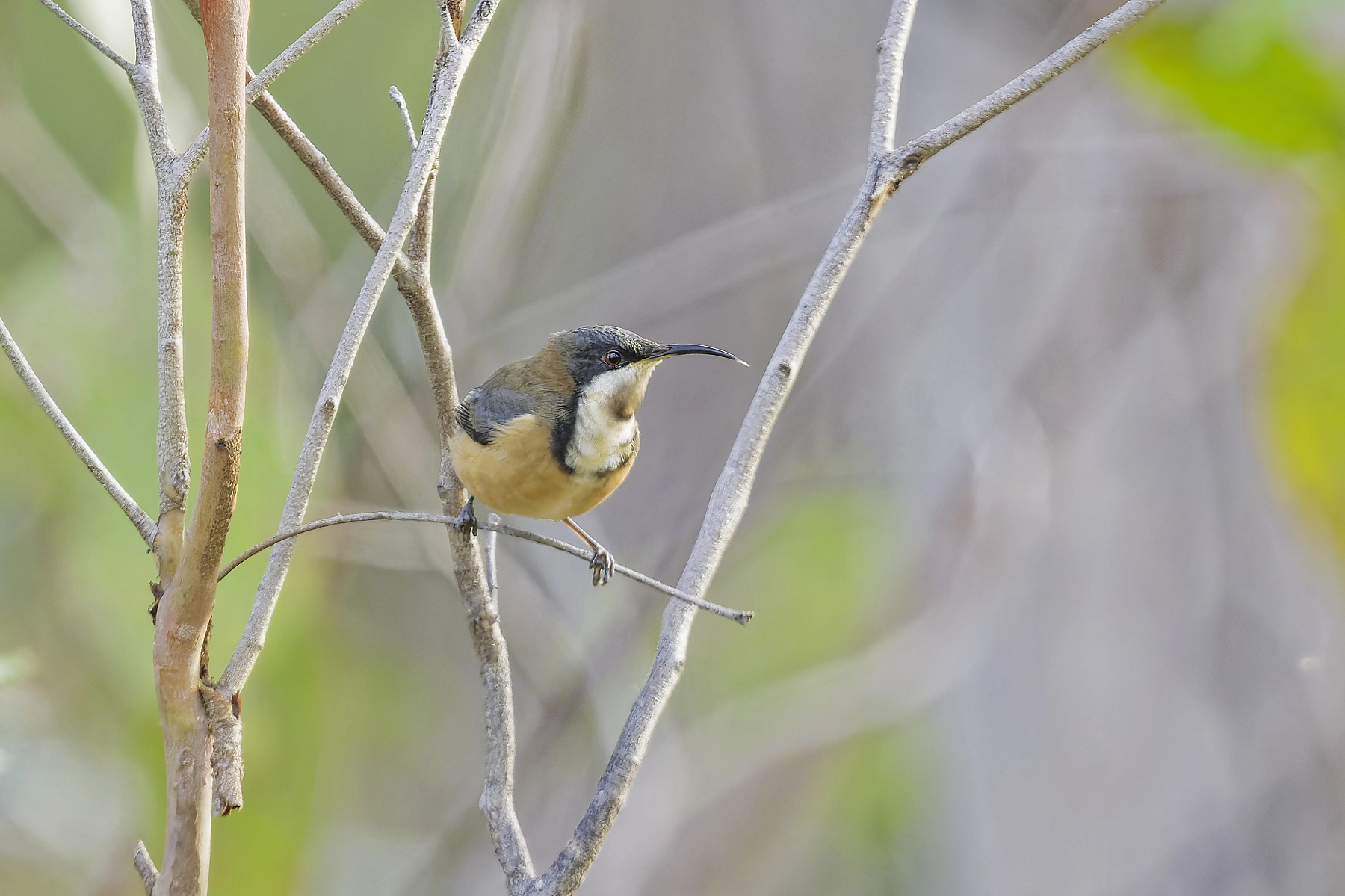 Eastern Spinebill (Image ID 74445) Eastern Spinebill (Image ID 74445)