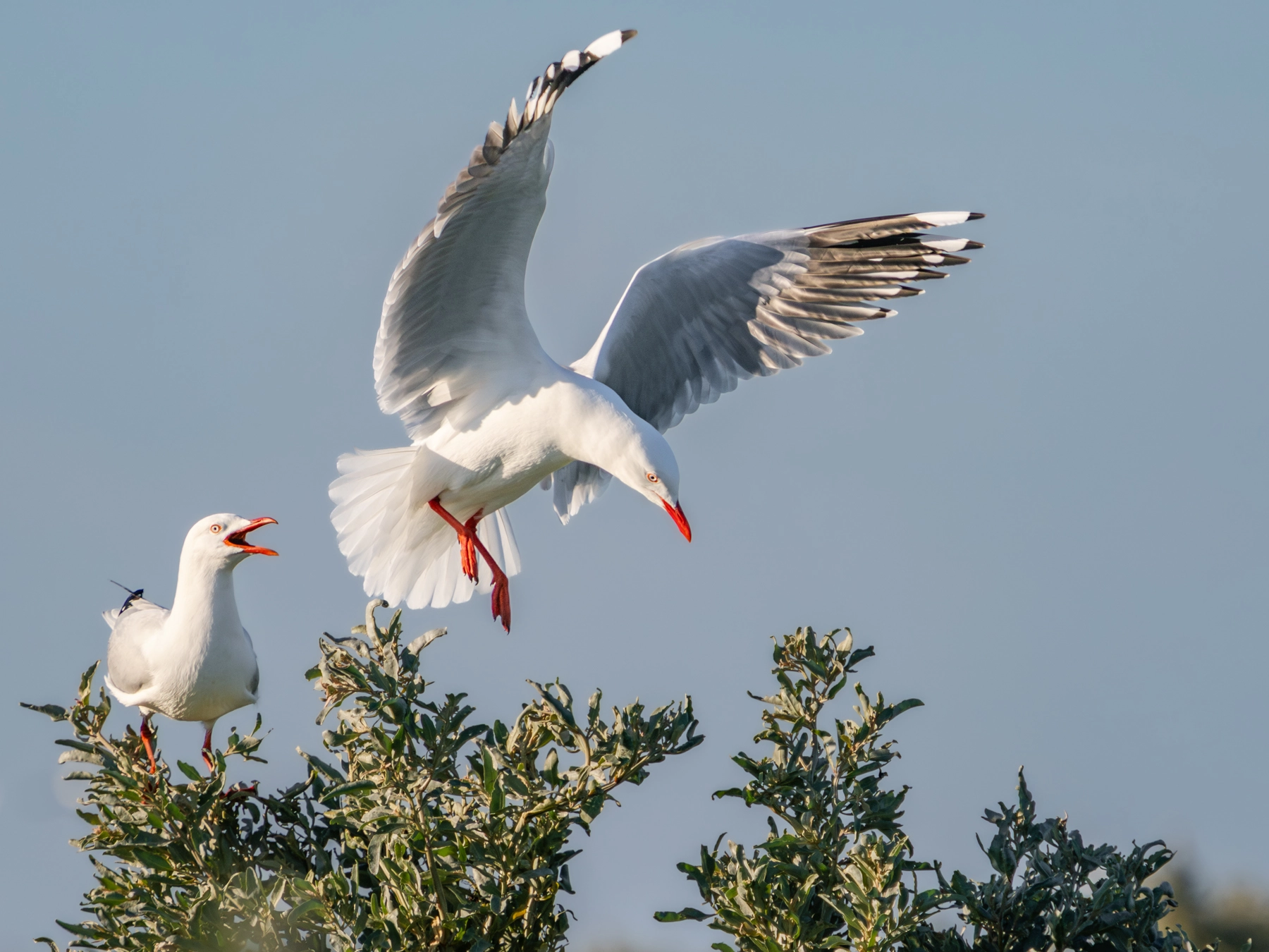 Silver Gull (Image ID 74424)