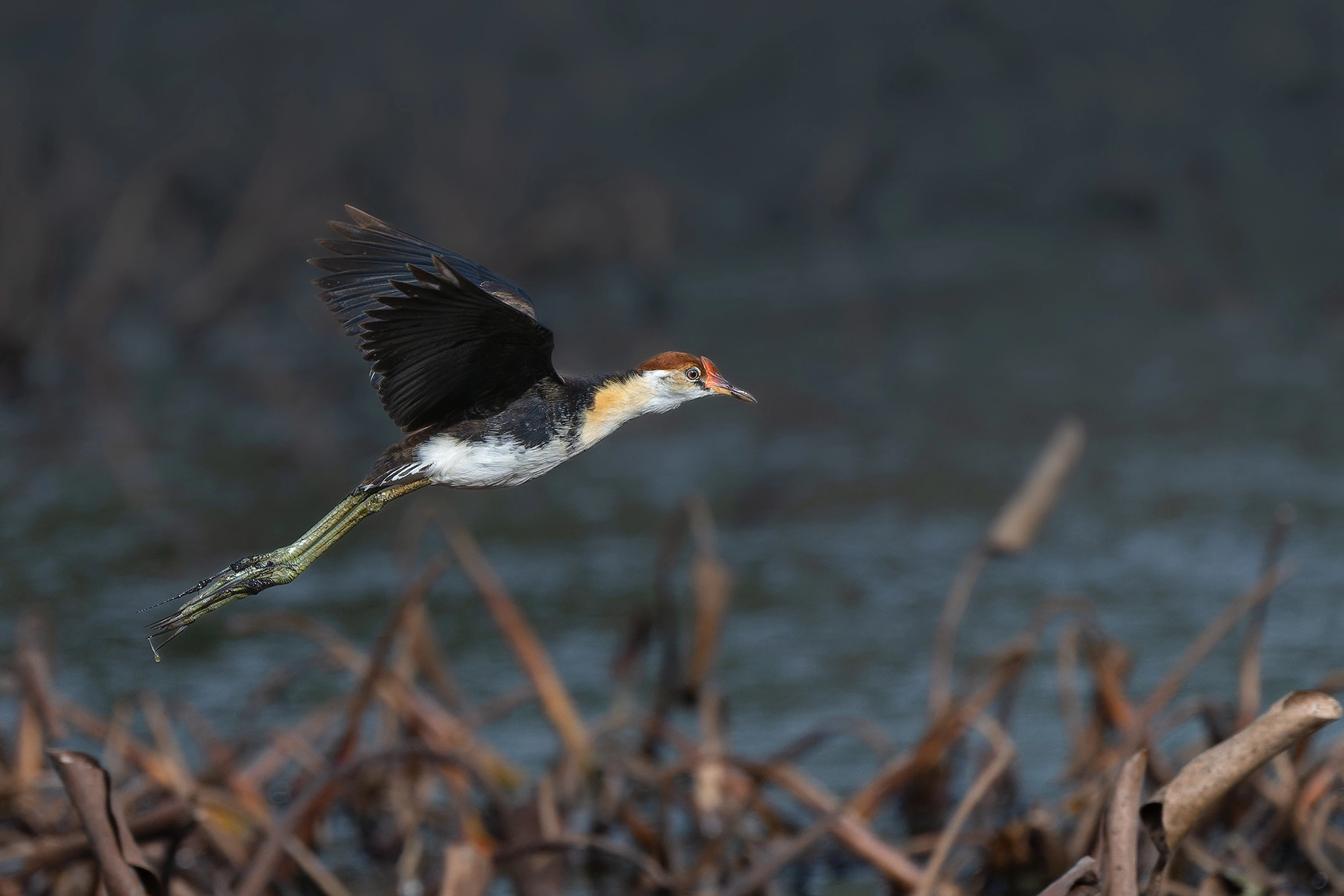 Comb-crested Jacana (Image ID 74231)