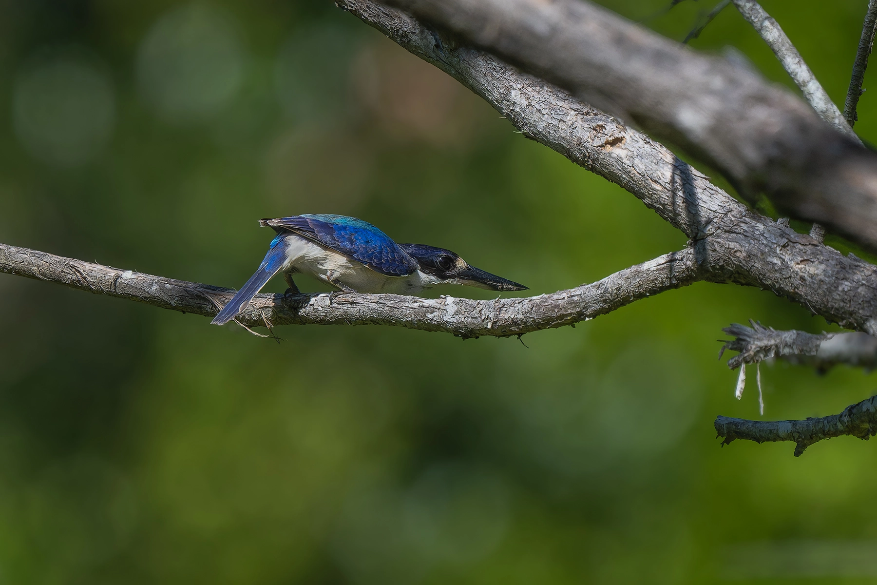 Forest Kingfisher (Image ID 74150) Forest Kingfisher (Image ID 74150)