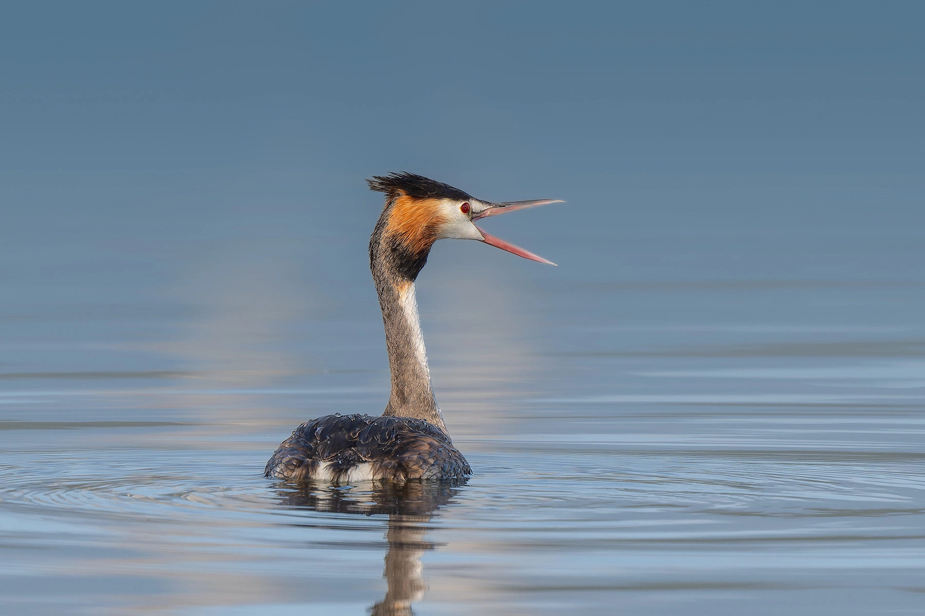 Great Crested Grebe (Image ID 74293)